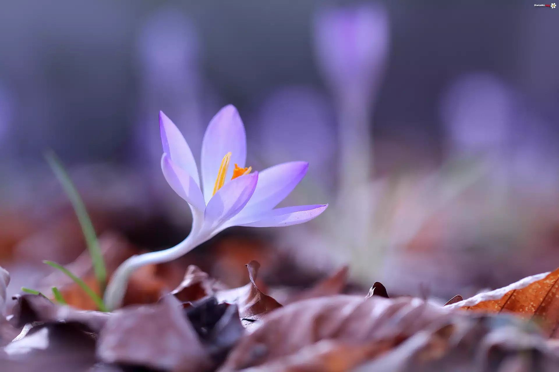 Krokus, Fioletowy, Kwiatek