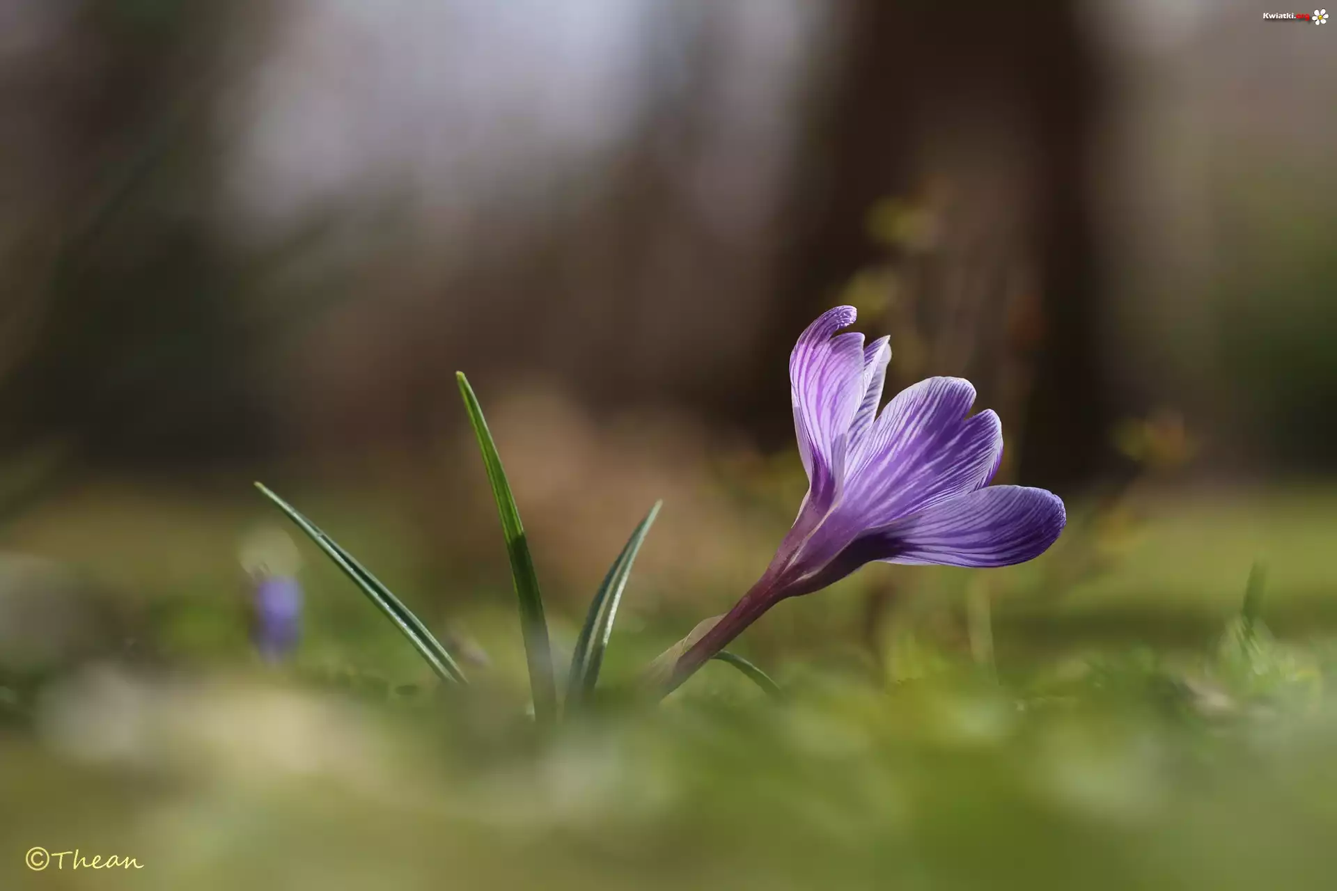 Fioletowy, Krokus, Kwiat, Wiosna