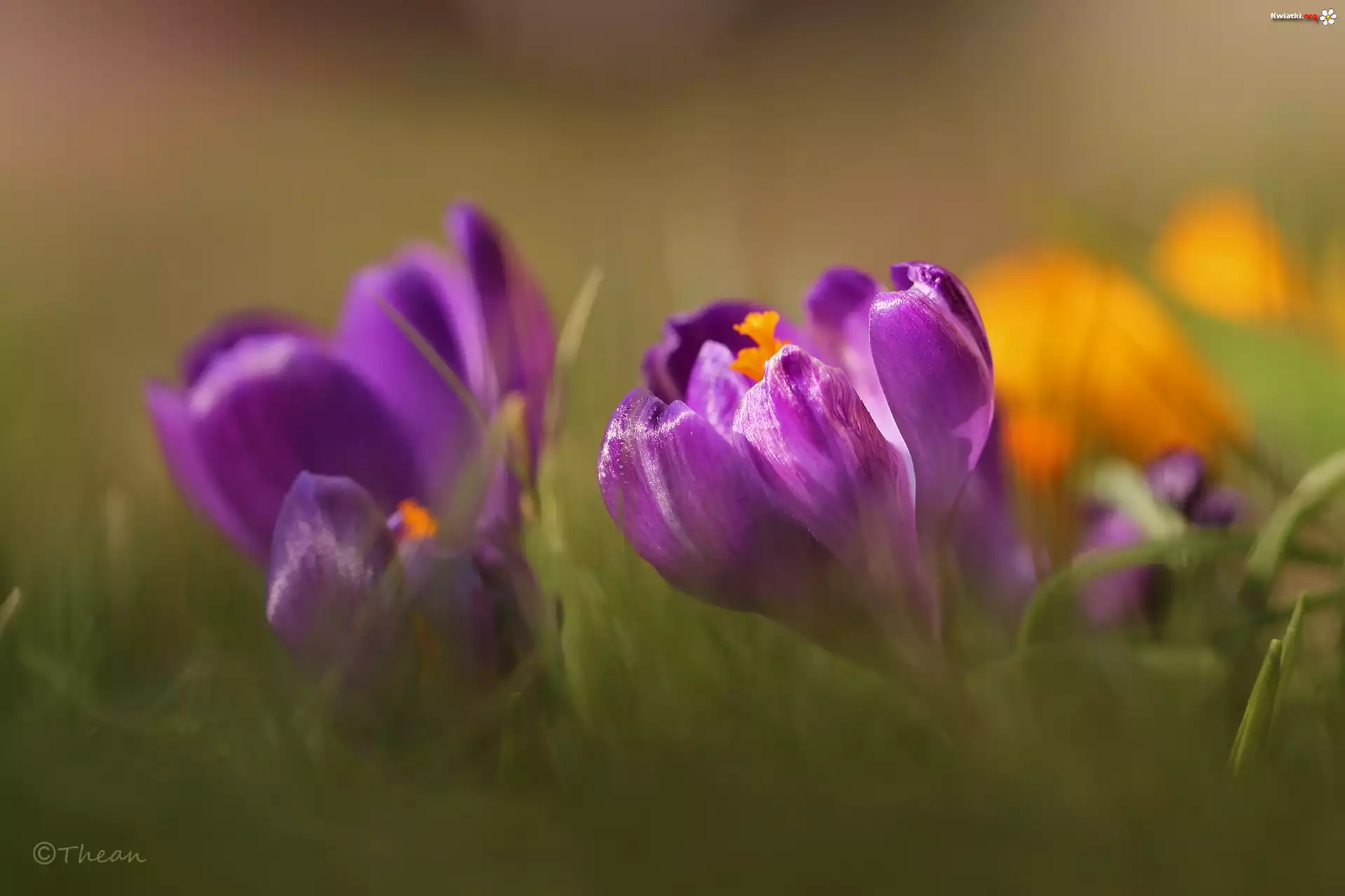 Fioletowy, Krokus, Kwiat, Wiosna