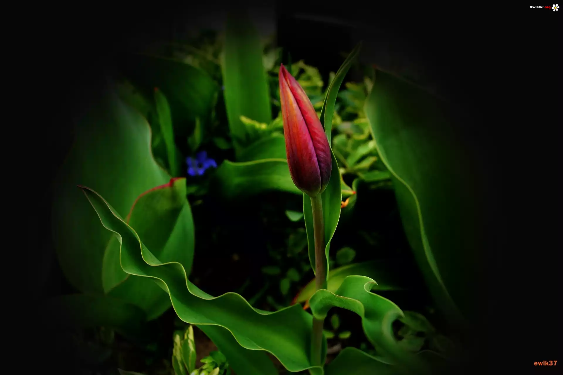Pomarańczowo, Fioletowy, Tulipan