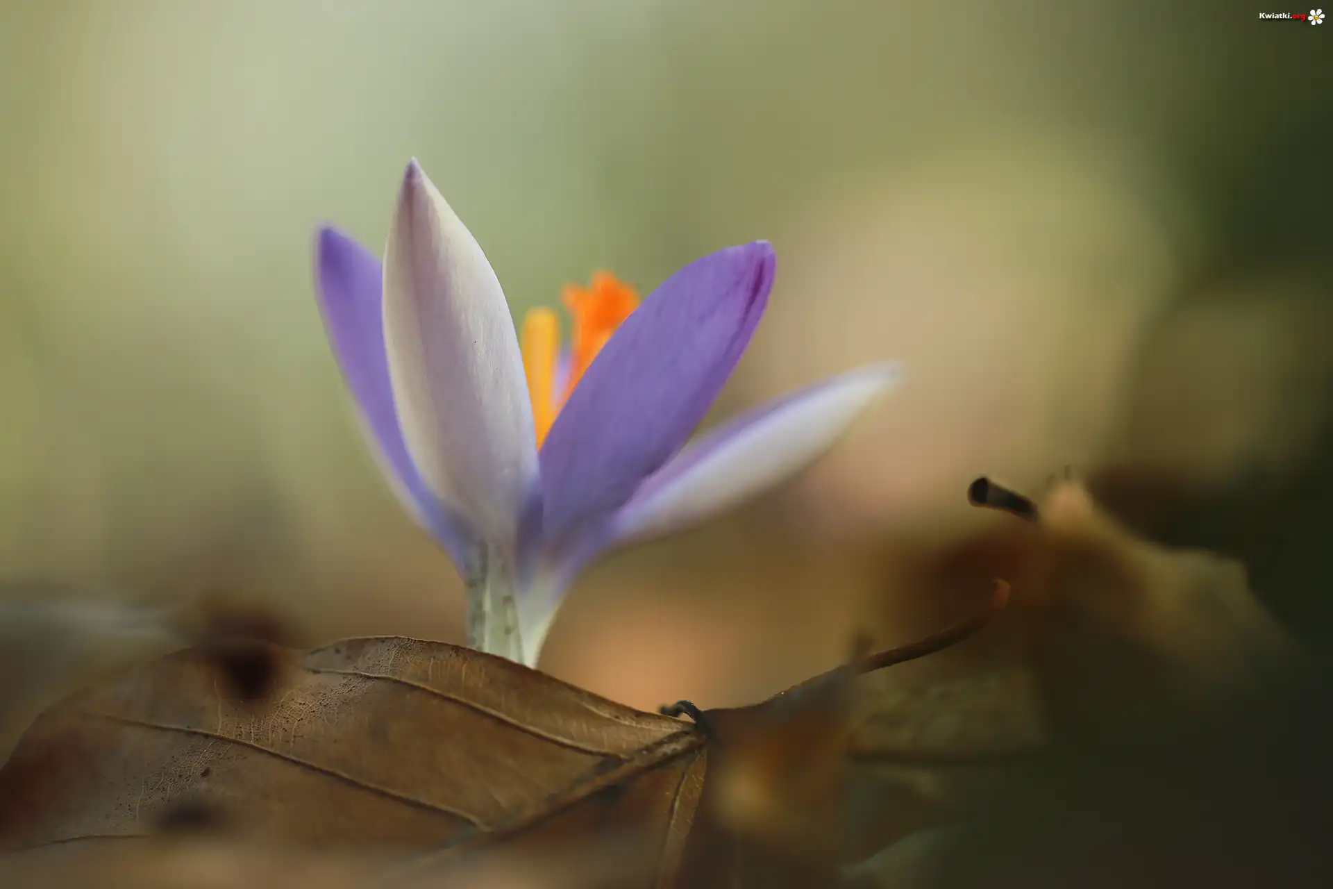 Fioletowy, Krokus, Suche, Liście