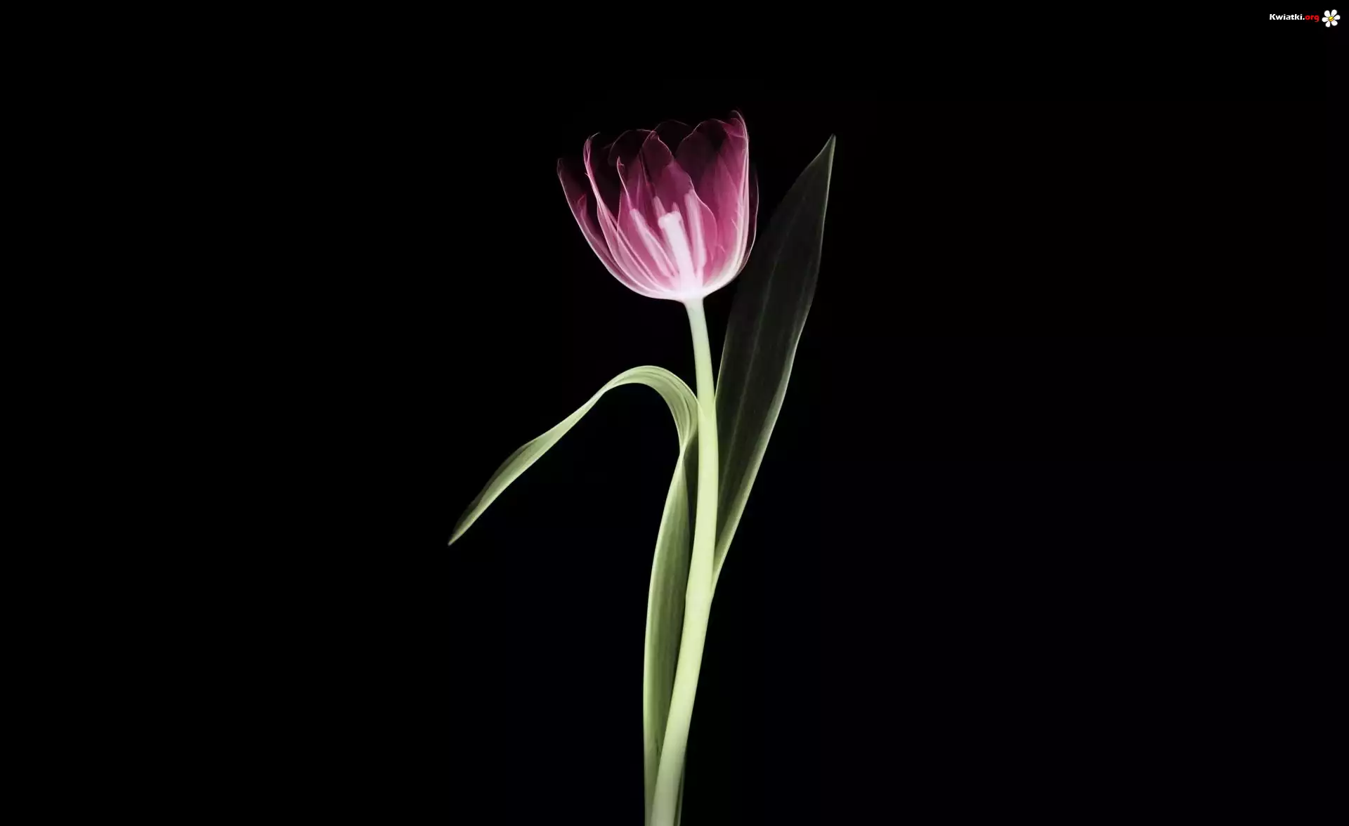 Fioletowy, Tulipan