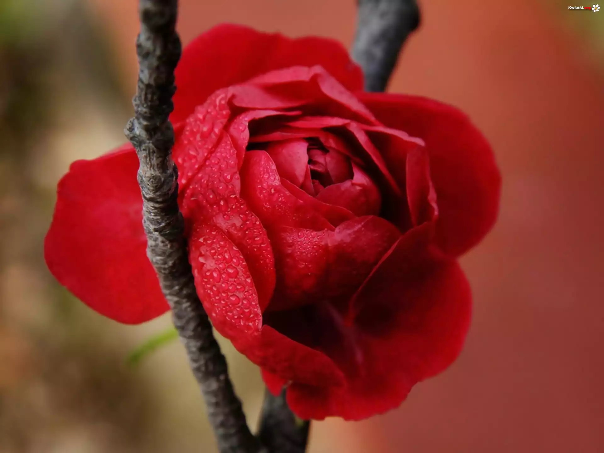 Gałązka, Róża
