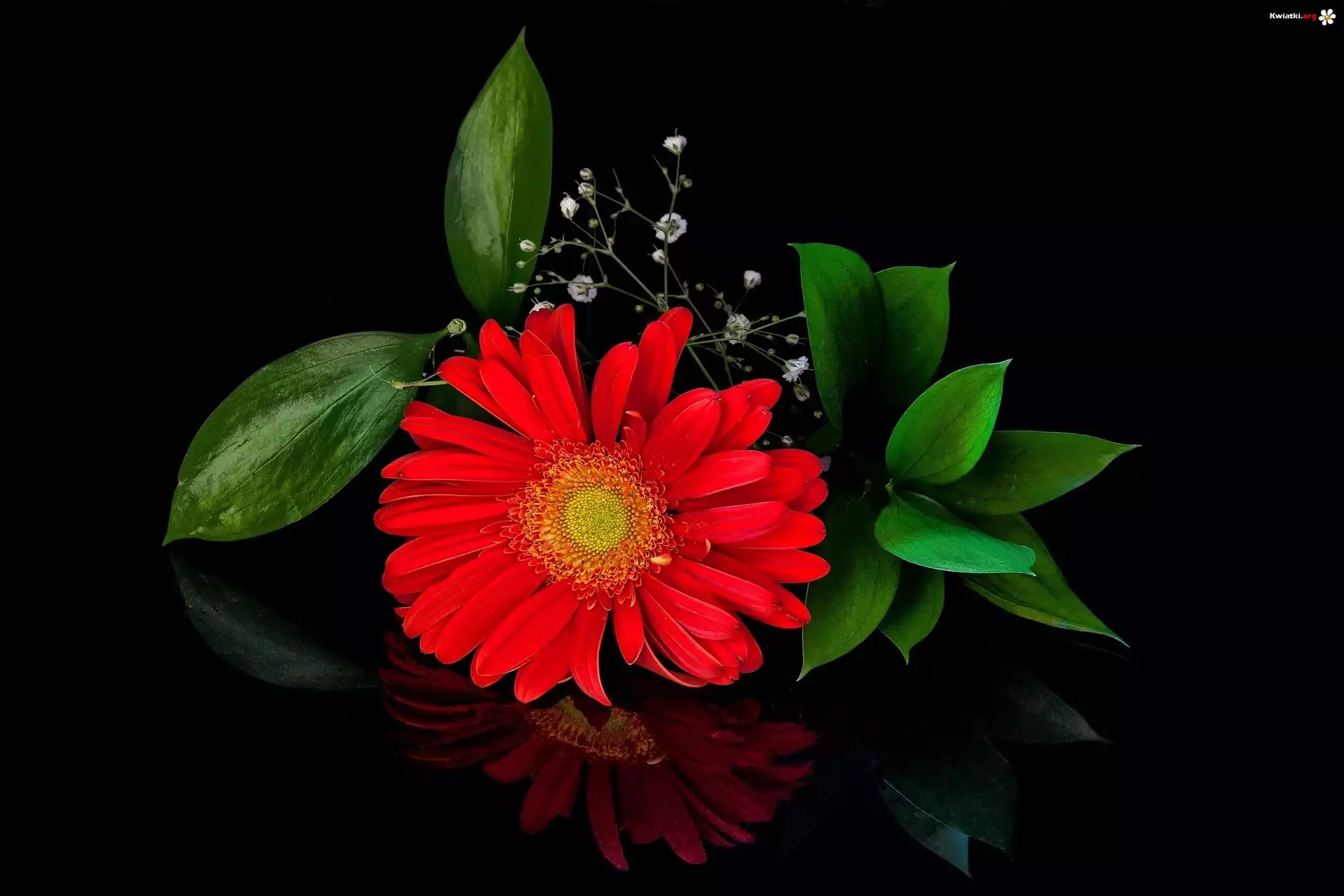 Gerbera, Wiązanka, Czarne tło, Odbicie