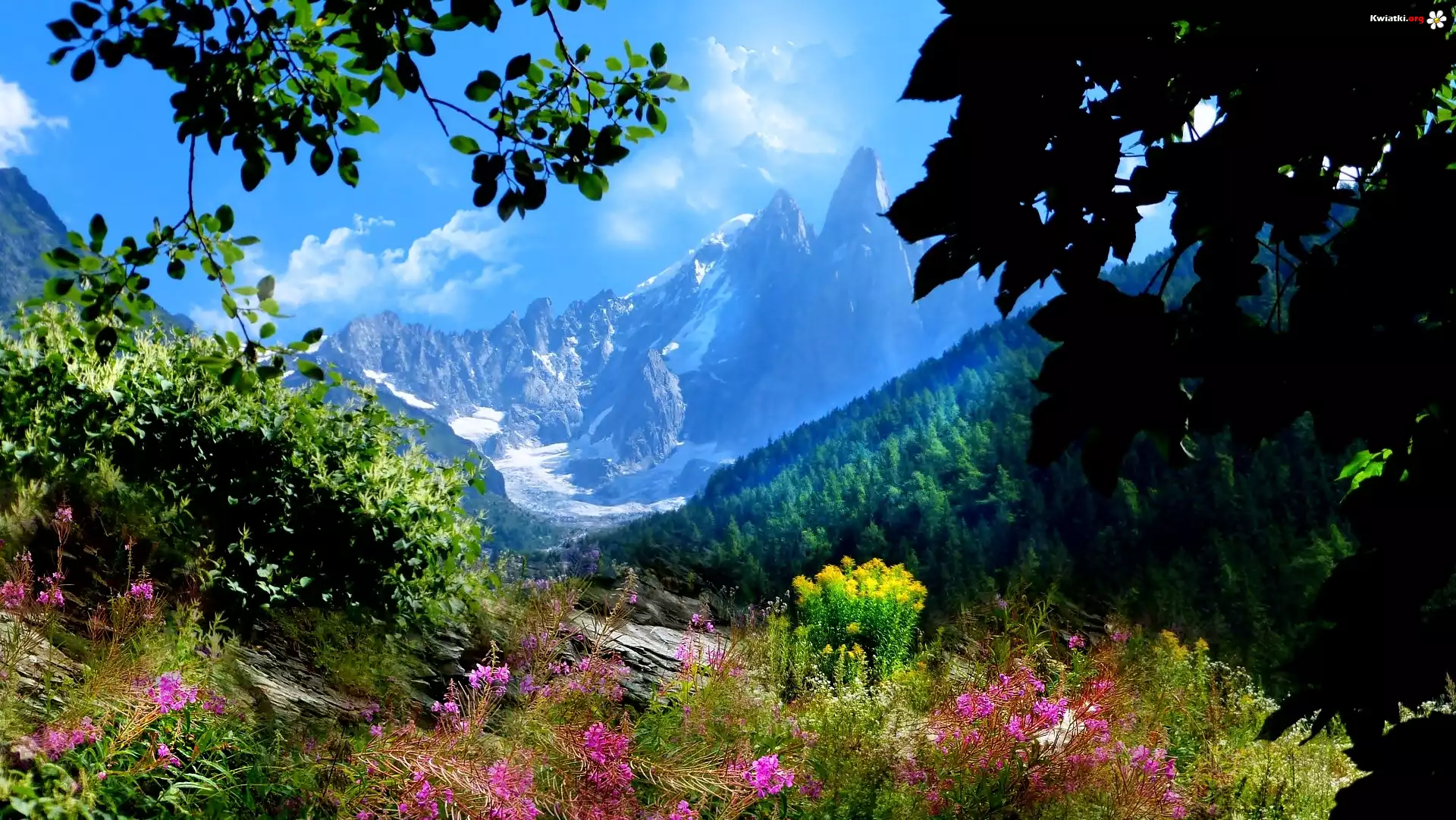 Francja, Góra Aiguilles du Dru, Góry, Lasy, Kwiaty