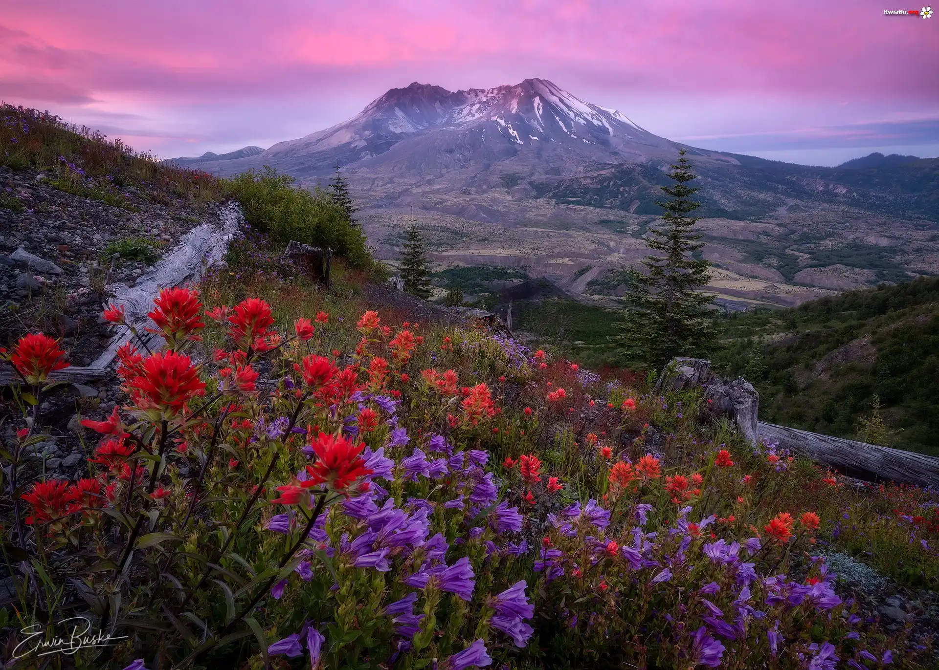 Góra, Góry Kaskadowe, Wulkan Mount St. Helens, Drzewa, Łąka, Kwiaty, Castilleja, Wschód słońca, Stan Waszyngton, Stany Zjednoczone