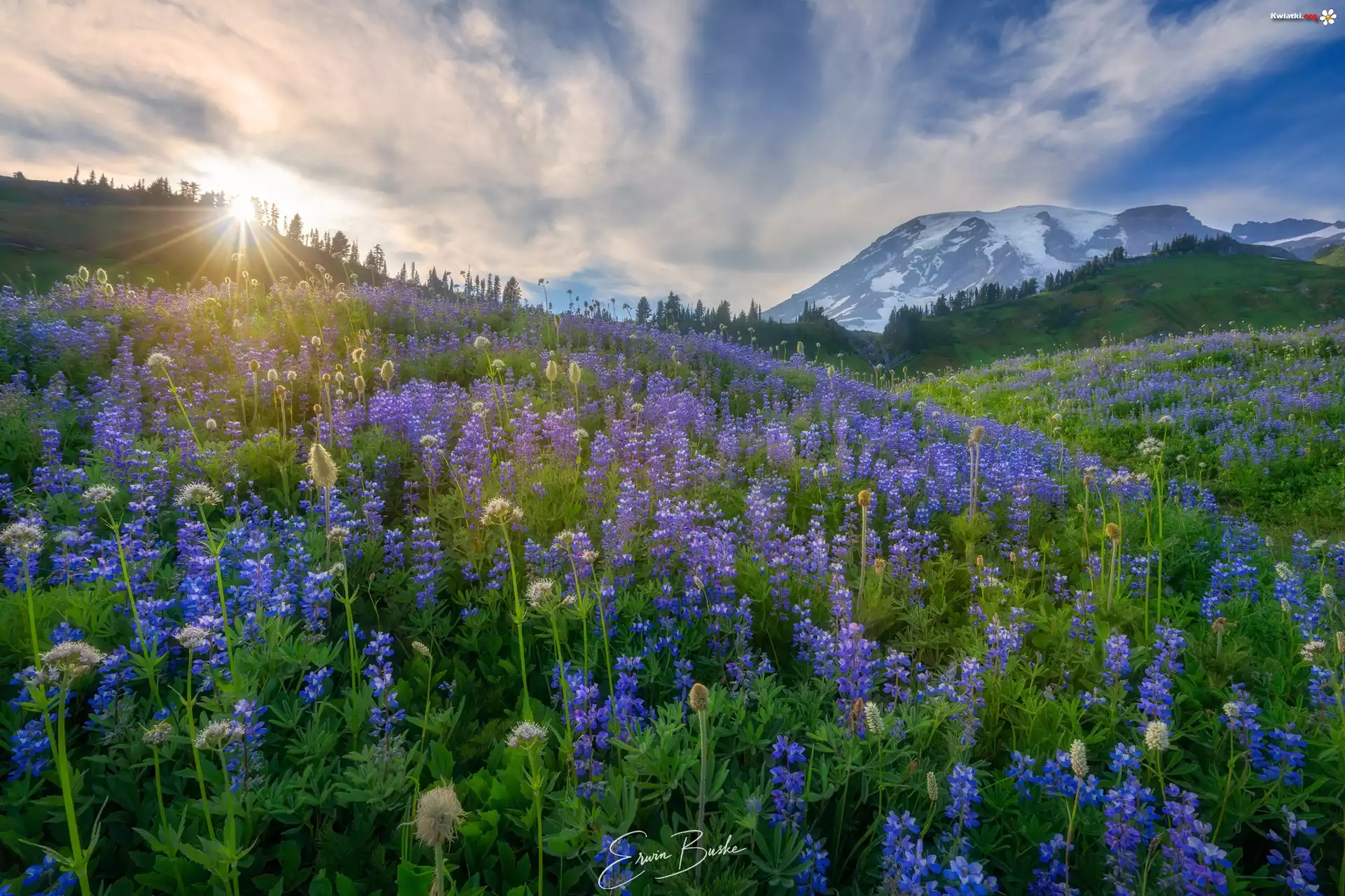 Stany Zjednoczone, Waszyngton, Park Narodowy Mount Rainier, Góra, Mount Rainier, Wzgórza, Polana, Kwiaty, Łubin, Łąka