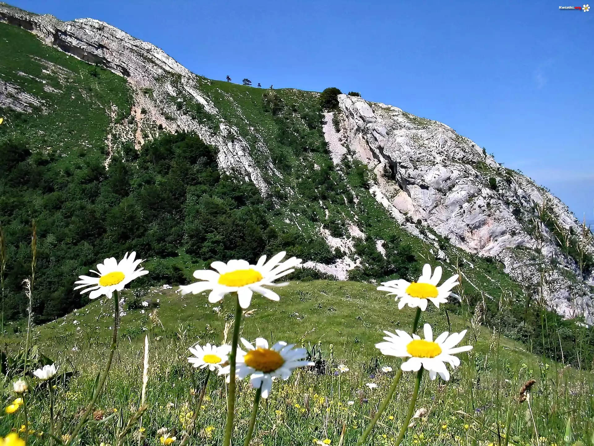 Góry, Las, Łąka, Margerytki