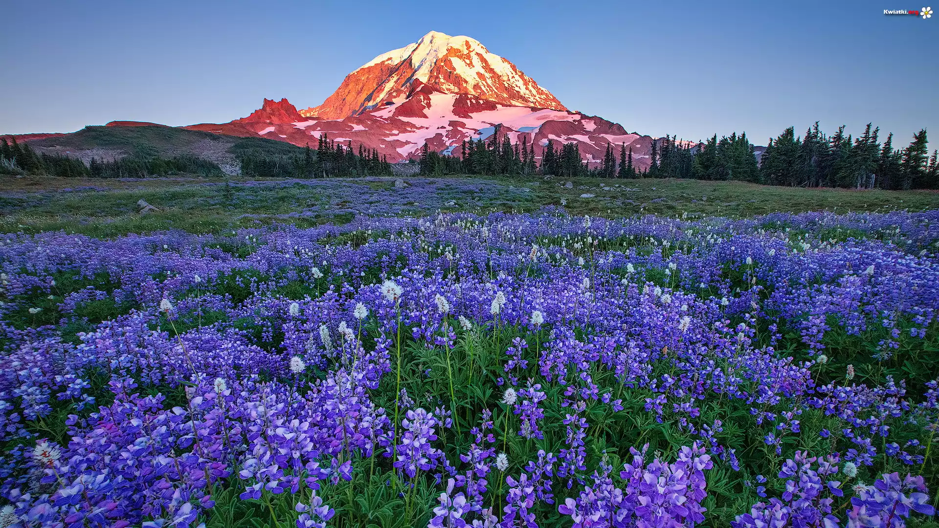 Góry, Drzewa, Łąka, Kwiaty, Łubin, Park Narodowy Mount Rainier, Stan Waszyngton, Stany Zjednoczone