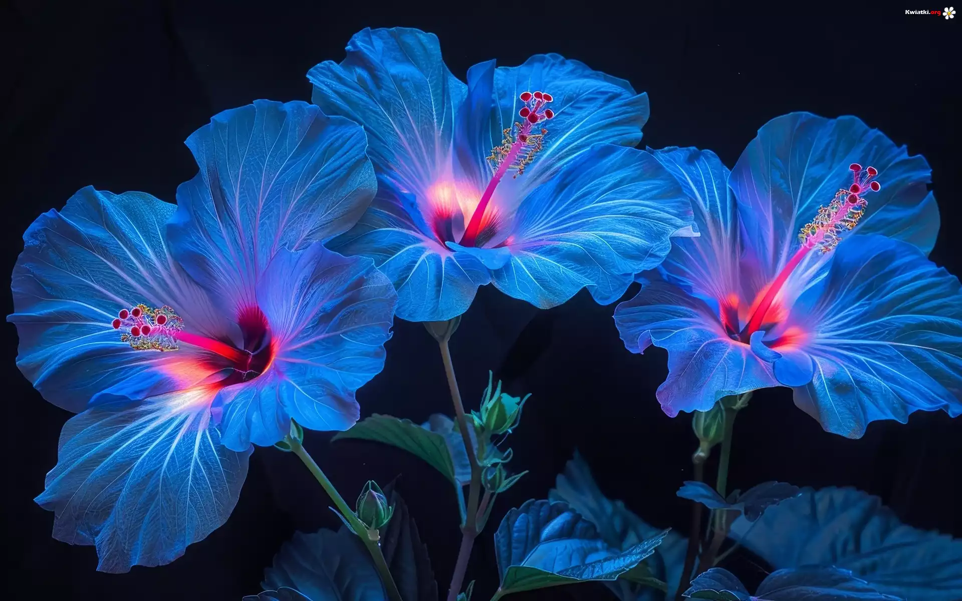 Kwiaty, Niebieskie, Hibiskusy, Grafika