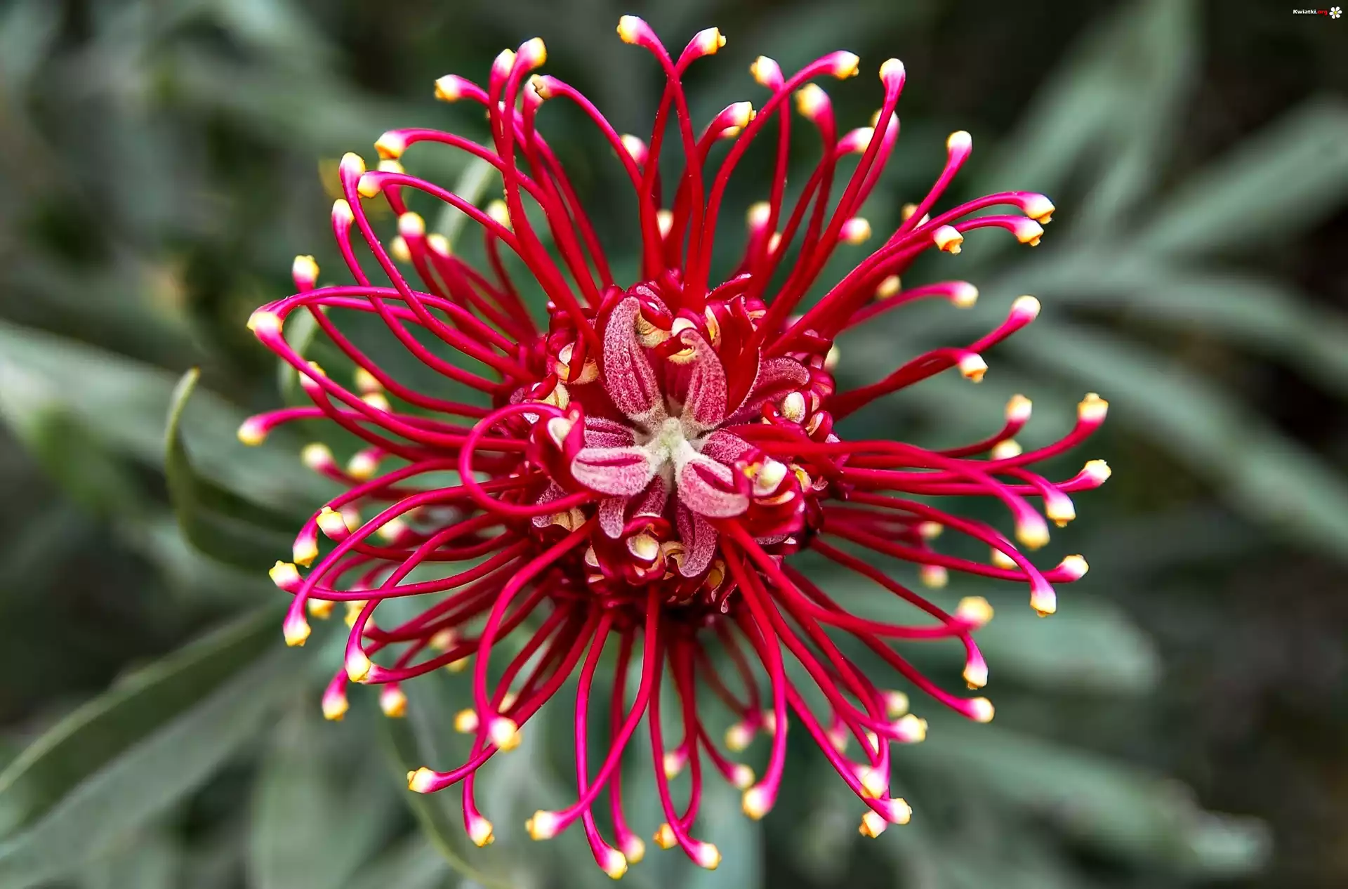Grevillea, Australijski, Kwiat, Makro