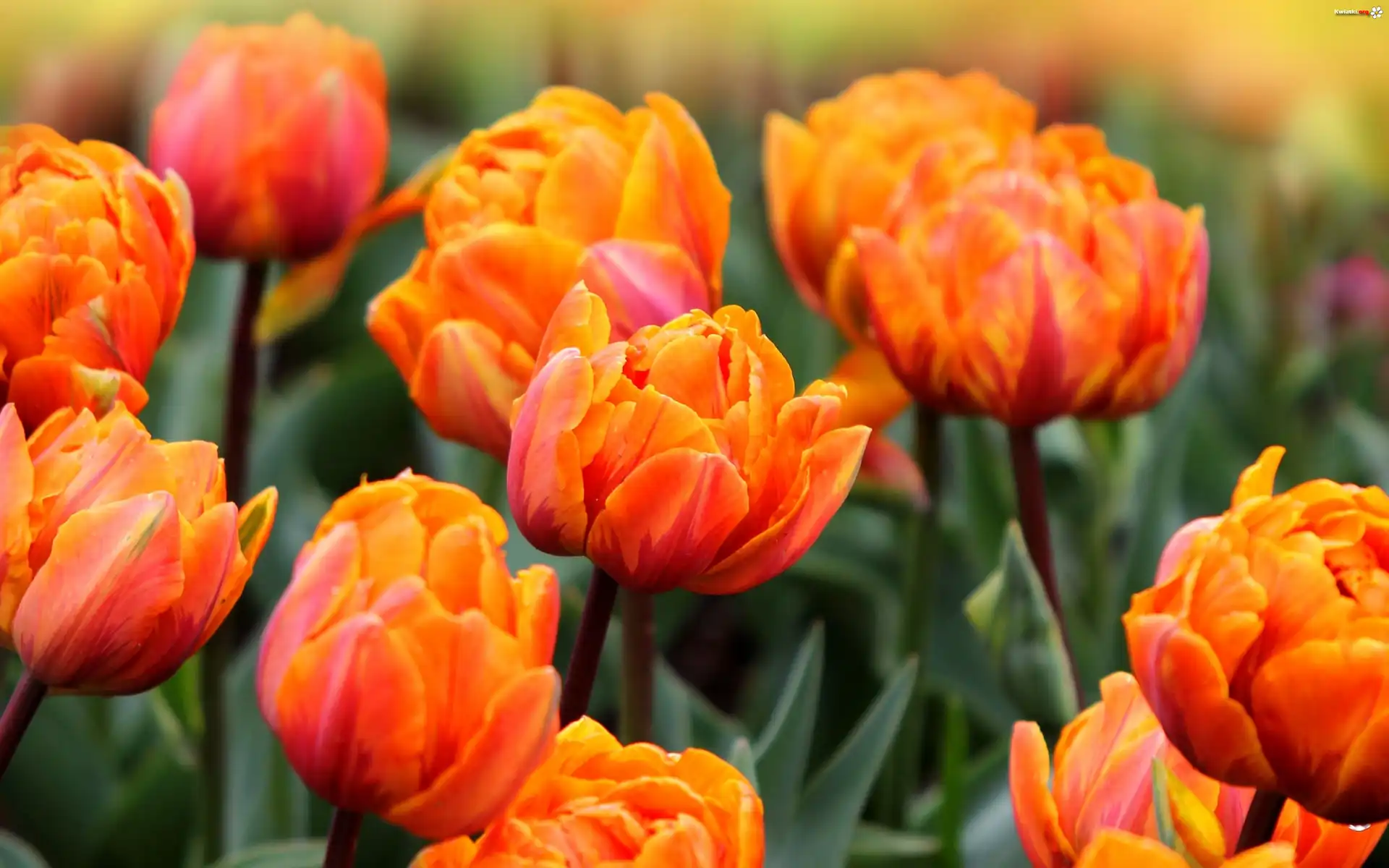 Herbaciane, Tulipany