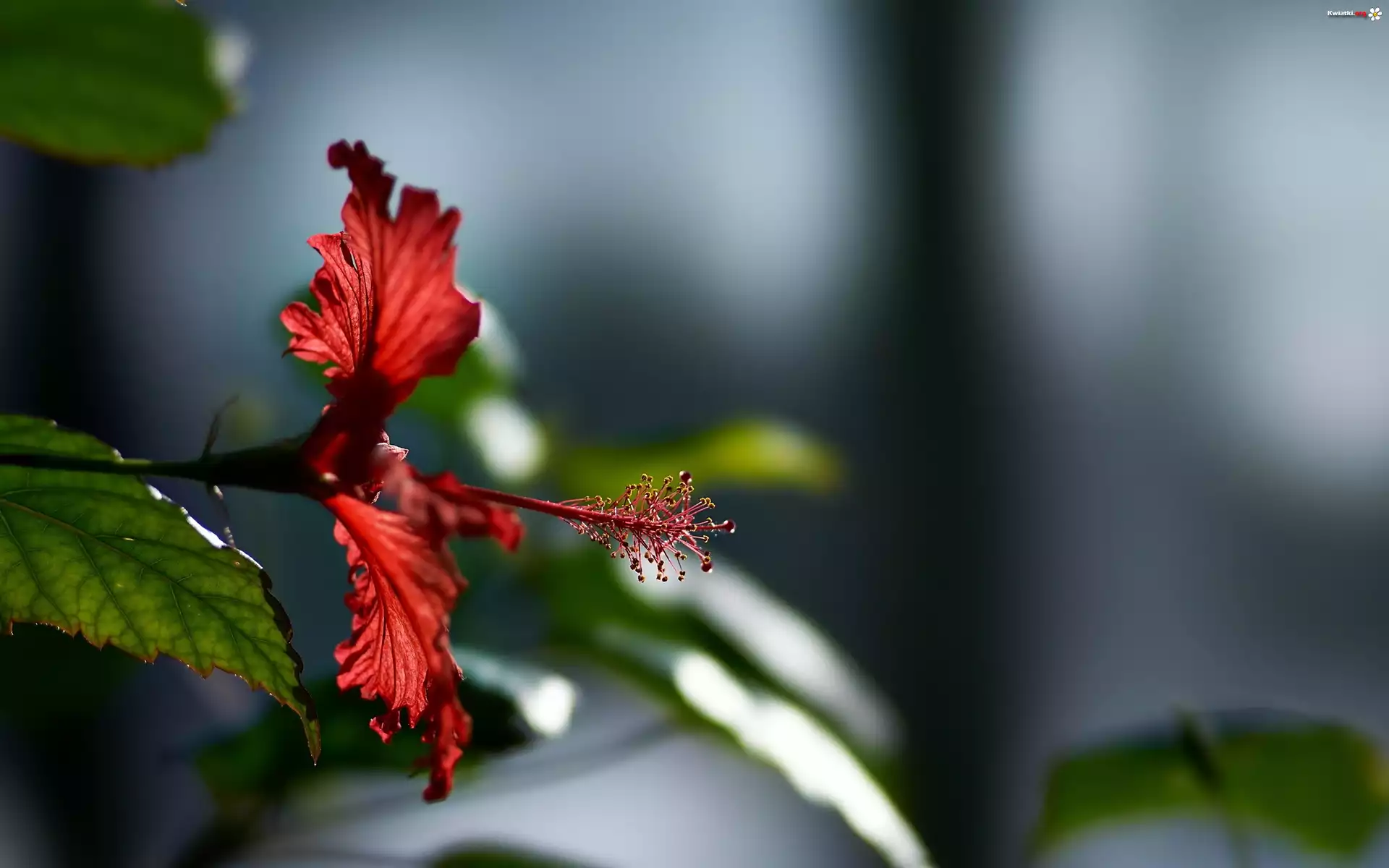 Kwiat, Hibiskus, Makro