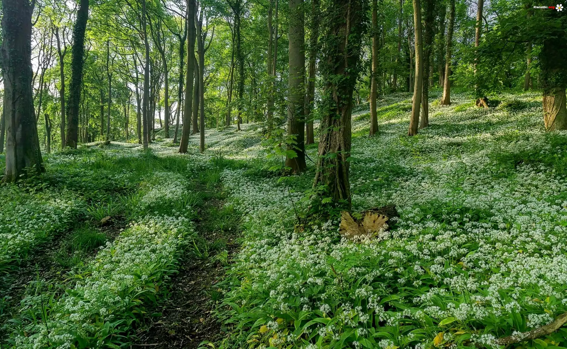 Anglia, Hrabstwo Gloucestershire, Wzgórze Dovers Hill, Białe, Kwiaty, Czosnek niedźwiedzi, Lato, Las