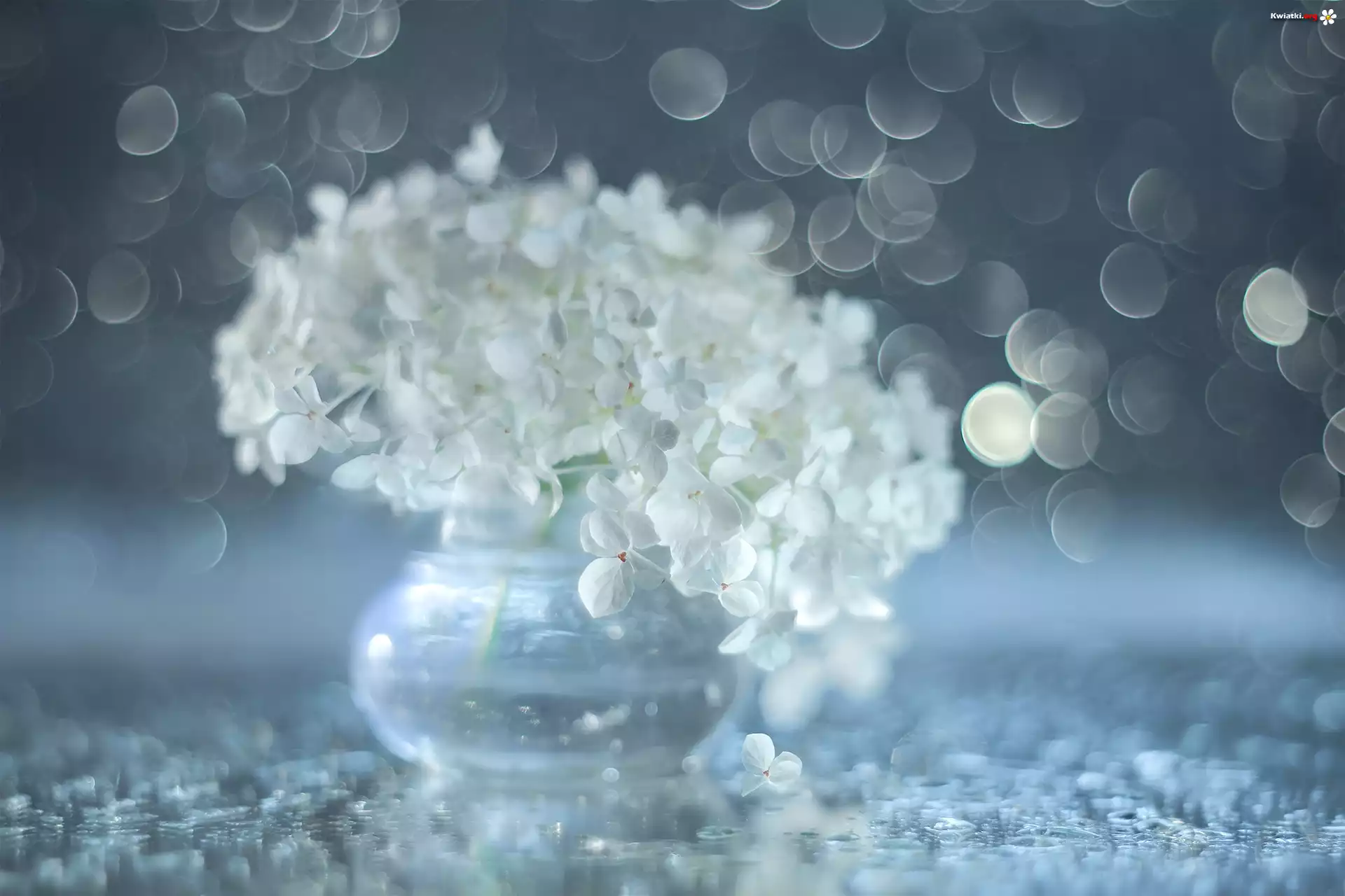 Hortensja, Białe, Kwiaty, Bokeh