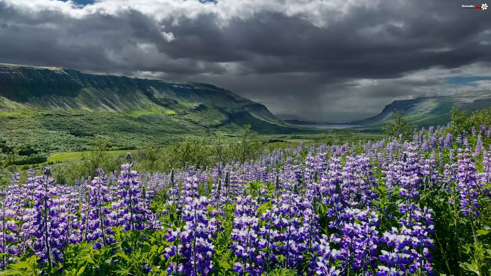 Islandia, Fioletowe, Kwiaty, Łubin, Góry, Chmury