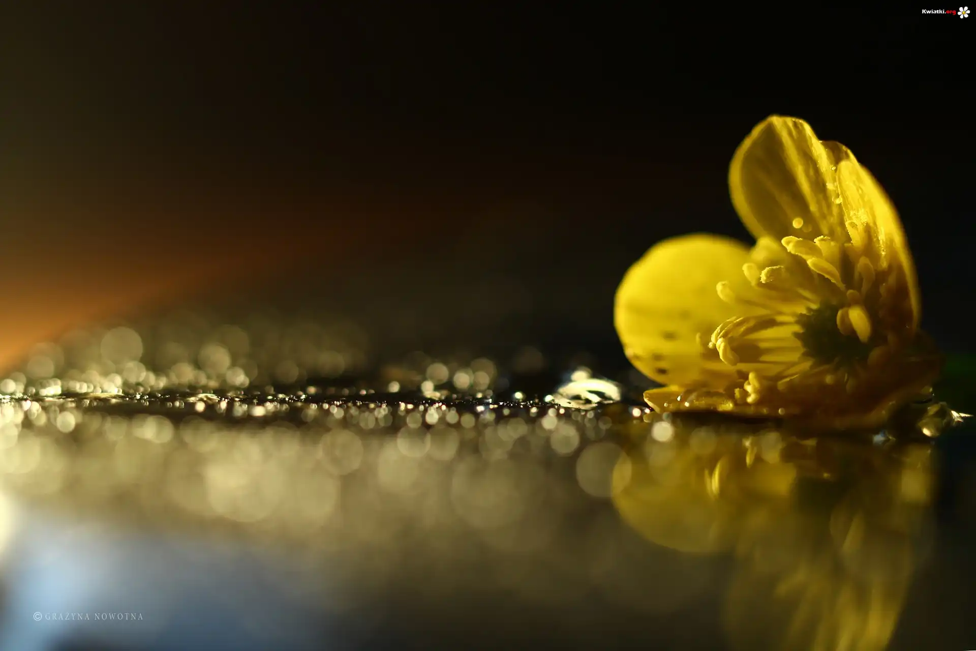 Jaskier Łąkowy, Bokeh, Żółty