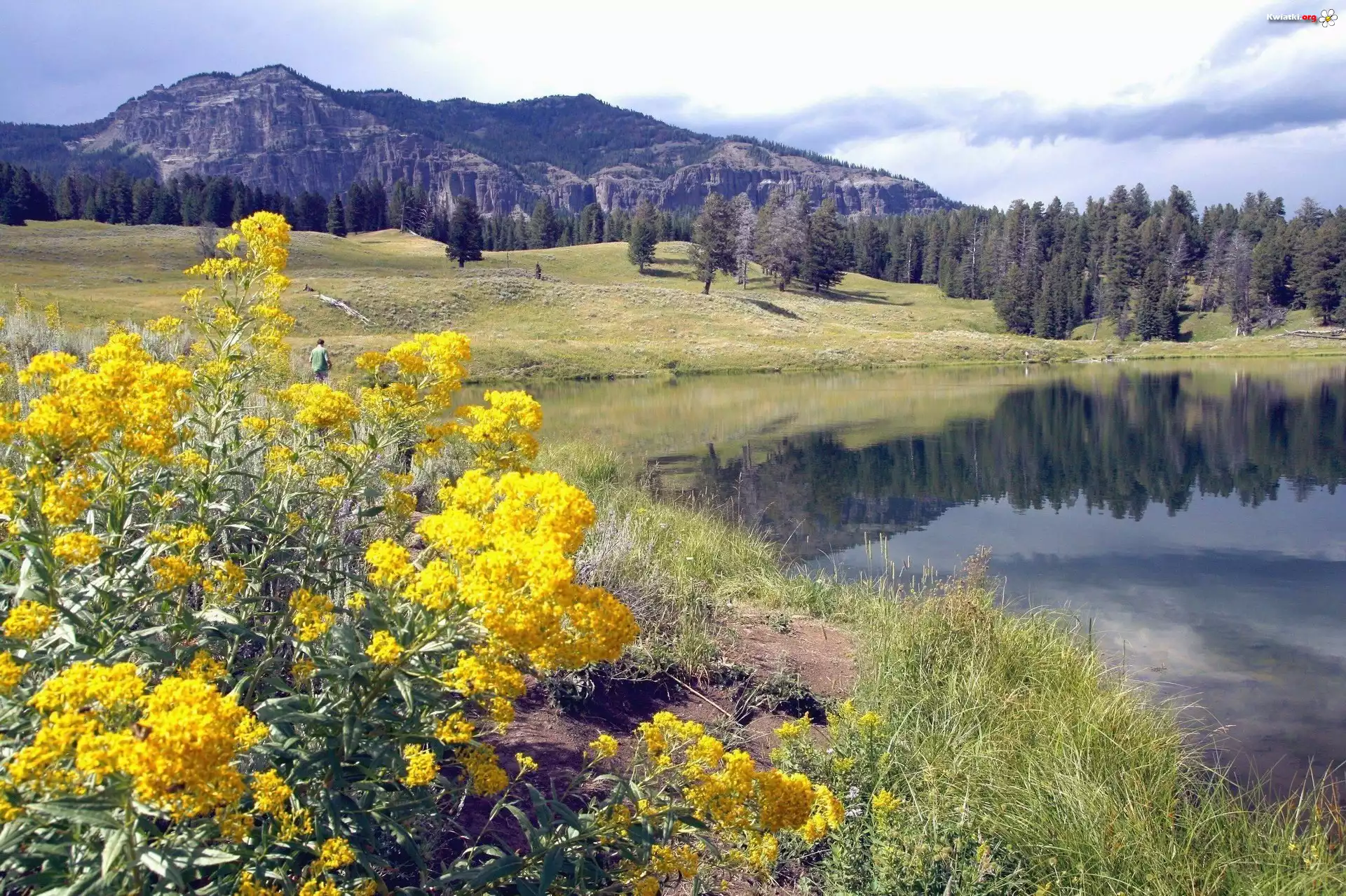 Stany Zjednoczone, Park Narodowy Yellowstone, Montana, Kwiaty, Jeziorko, Góry