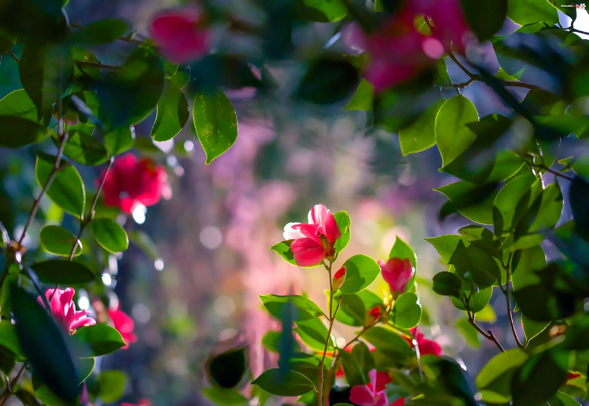 Kamelia, Kwiaty, Światło, Liście, Bokeh