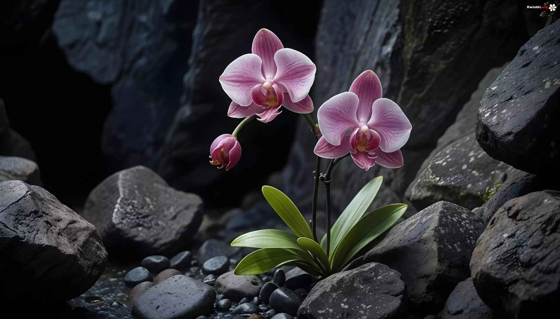 Kamienie, Orchidea, Storczyk