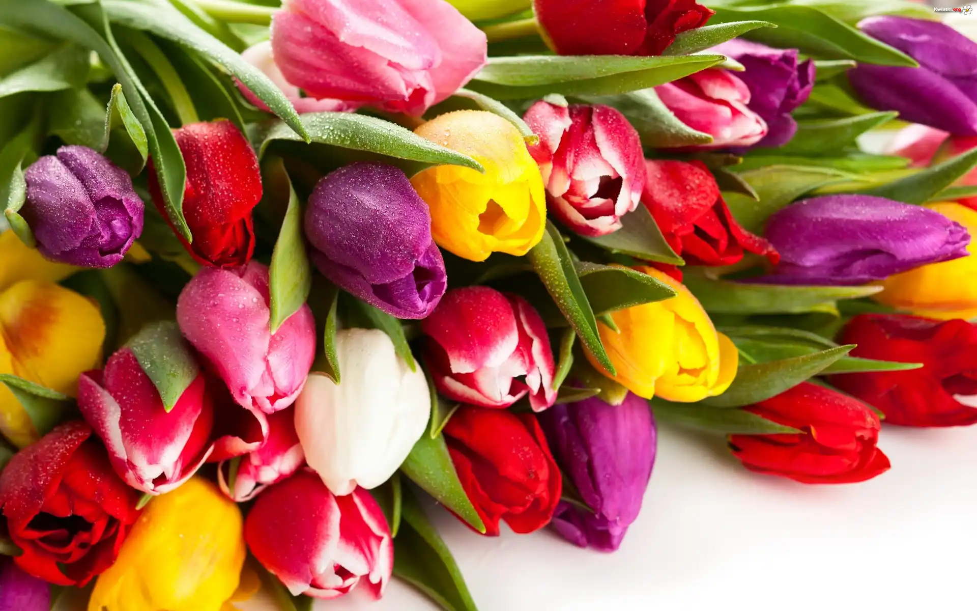 Bukiet, Kolorowe, Tulipany