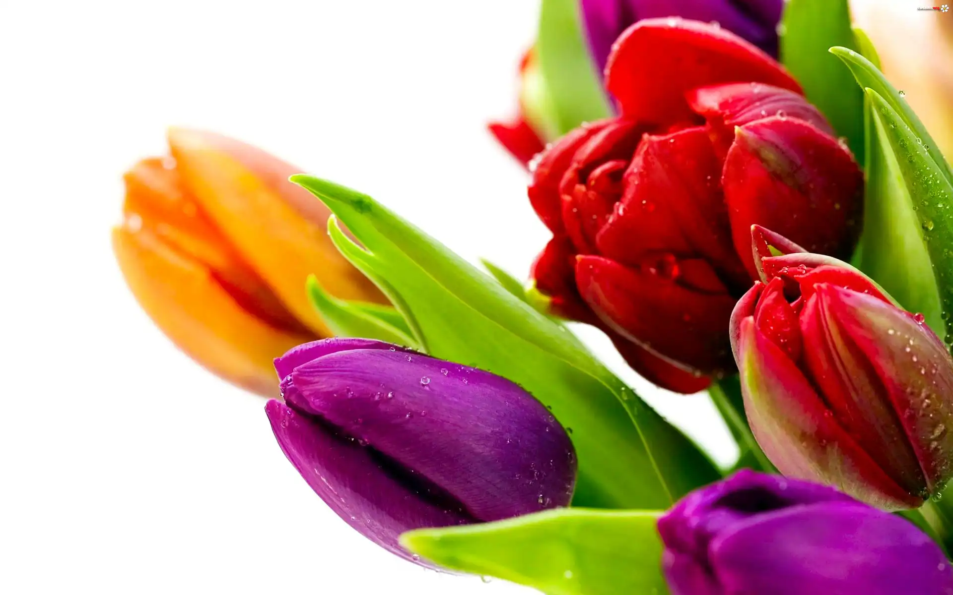 Kolorowe, Tulipany, Krople, Wody