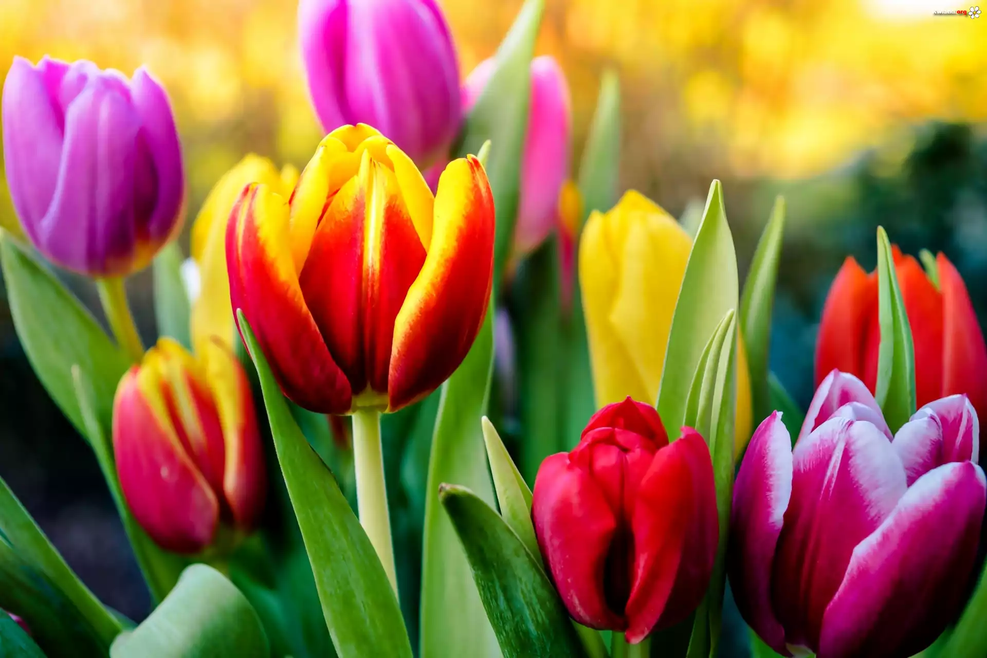 Kwiaty, Kolorowe, Tulipany