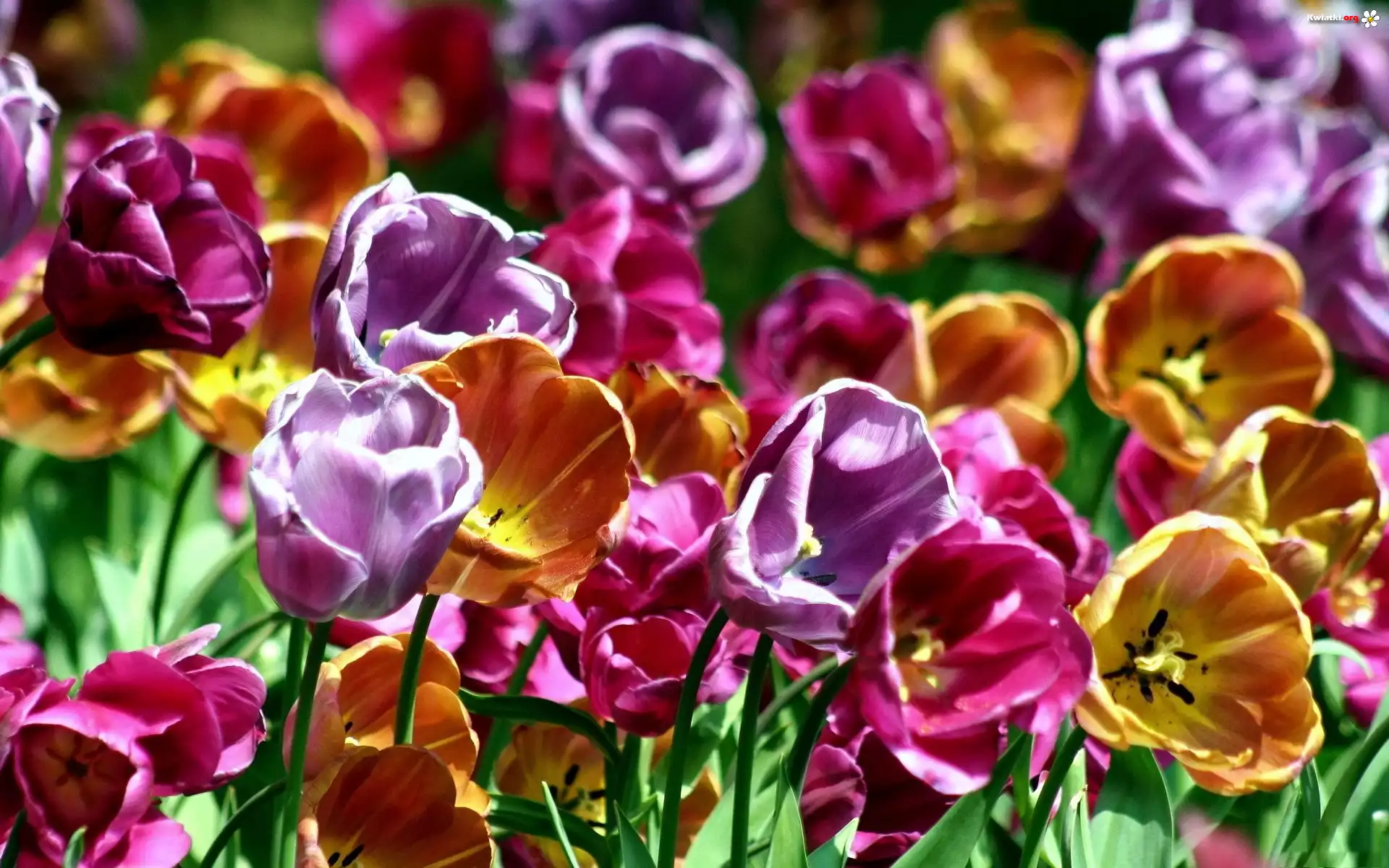 Kwiaty, Kolorowe, Tulipany