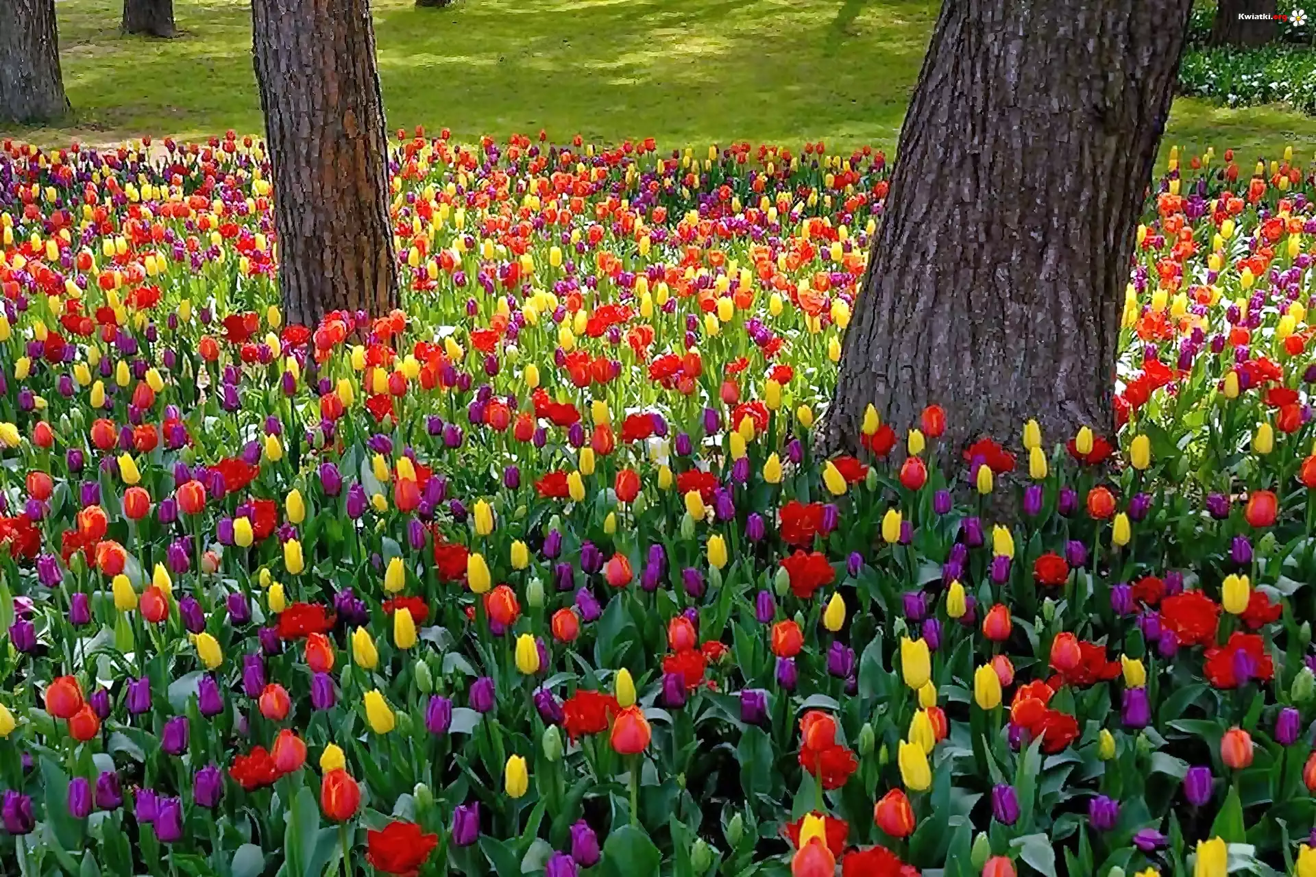 Park, Kolorowe, Tulipany