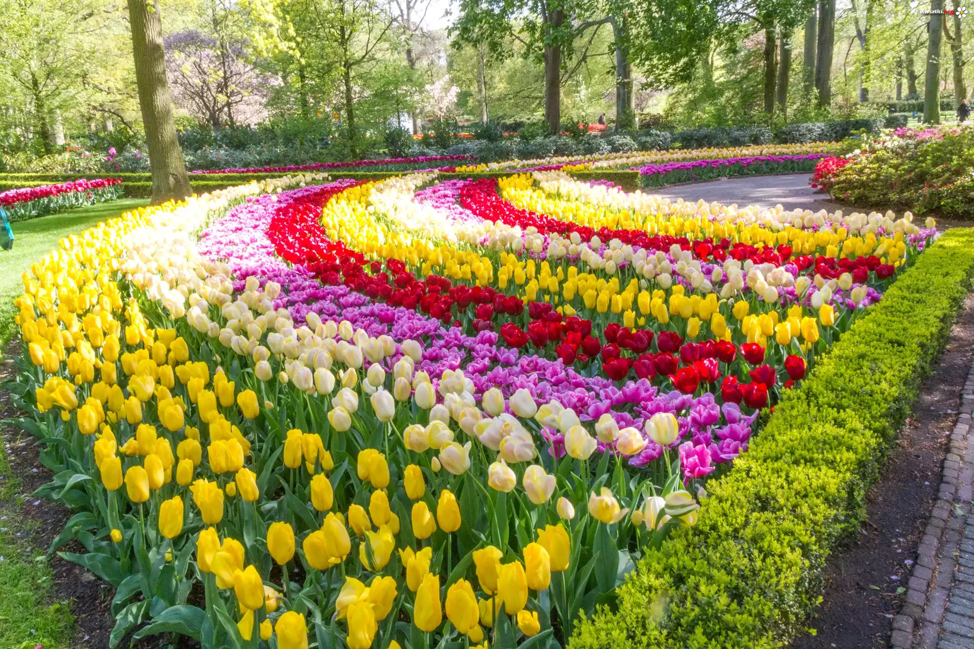 Park, Kolorowe, Tulipany