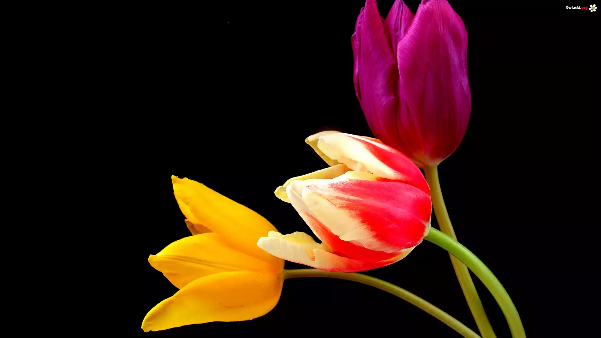 Trzy, Kolorowe, Tulipany