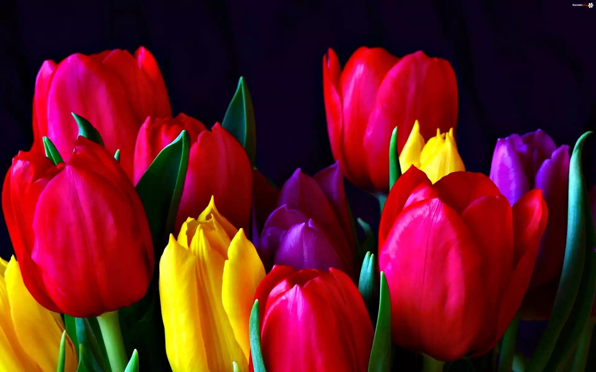 Kolorowe, Tulipany
