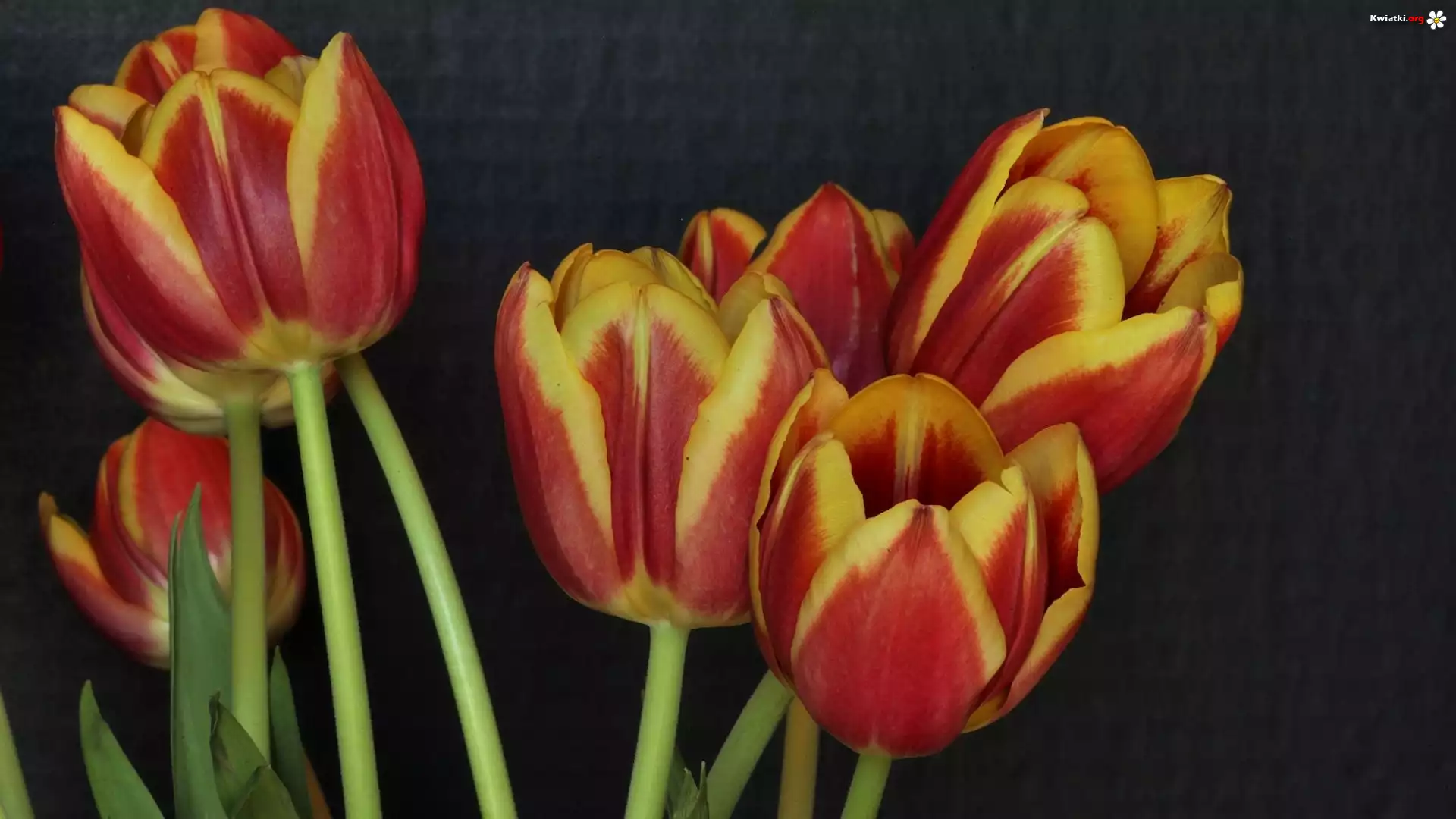 Kolorowe, Tulipany