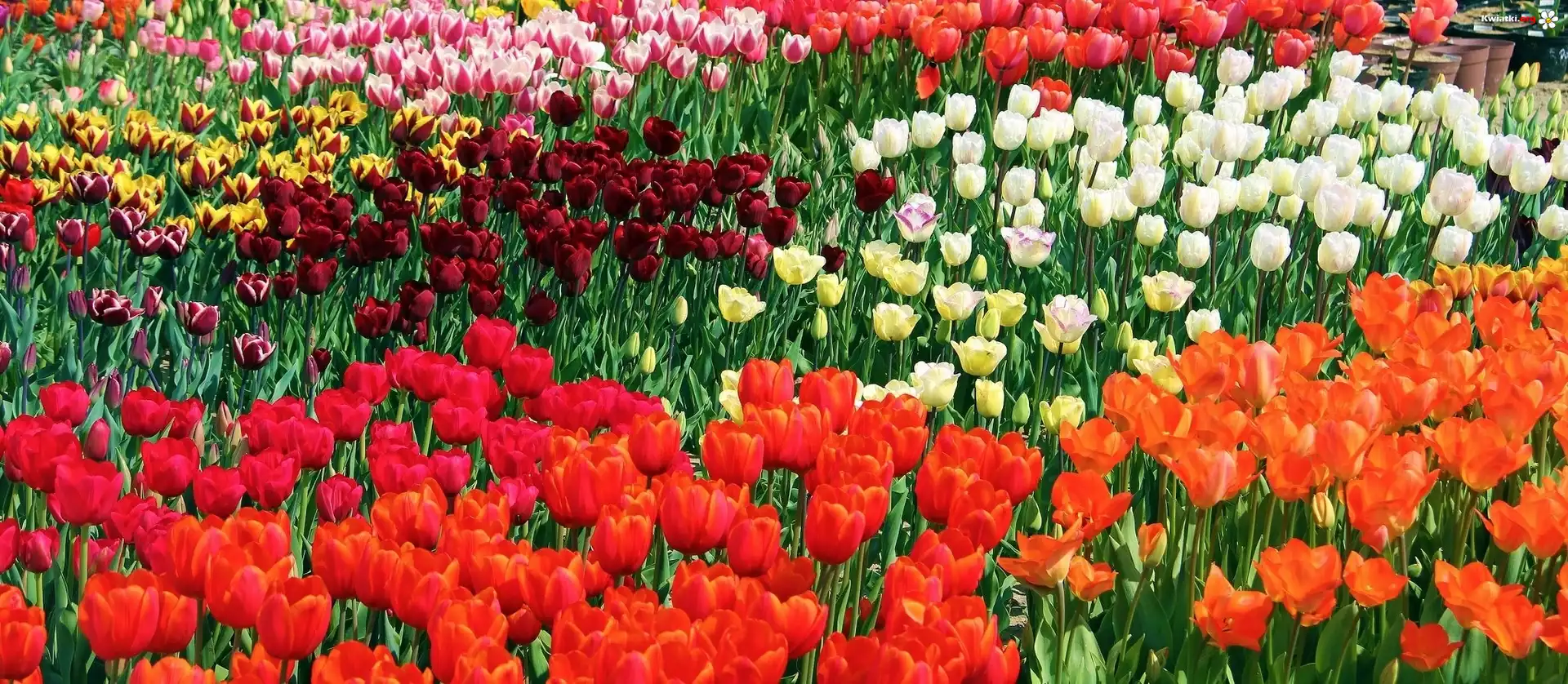 Kolorowe, Tulipany