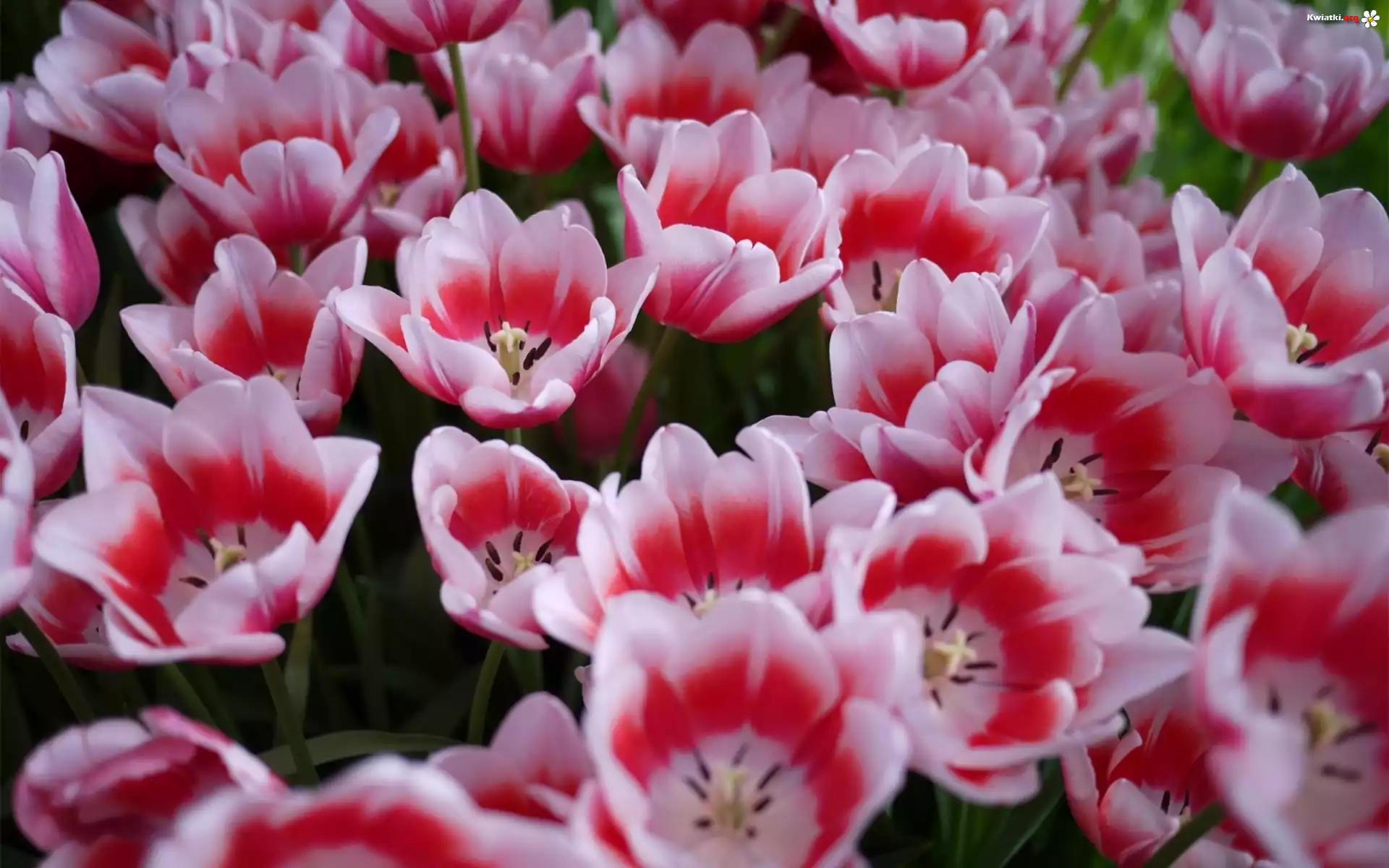 Kolorowe, Tulipany
