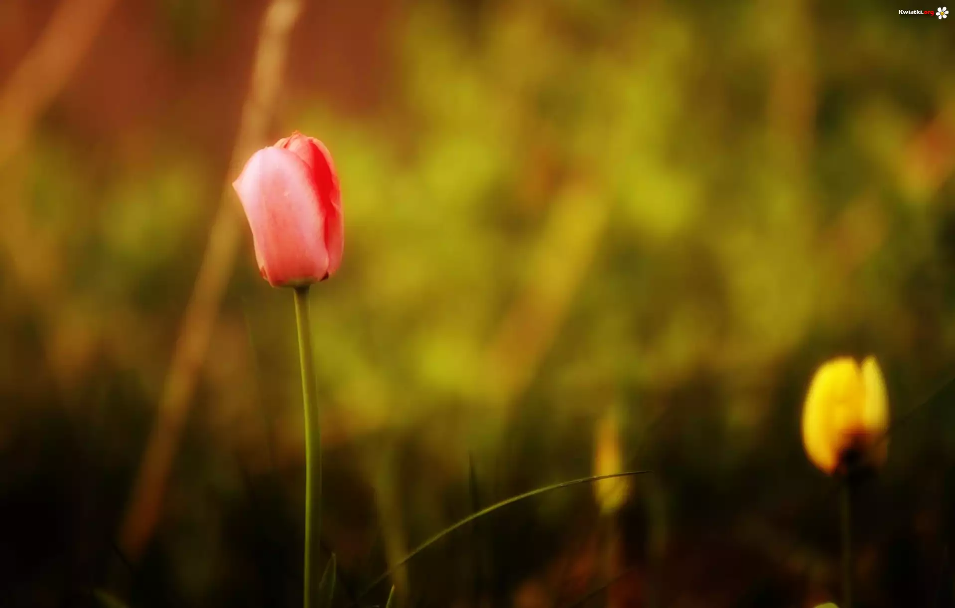 Kolorowe, Tulipany