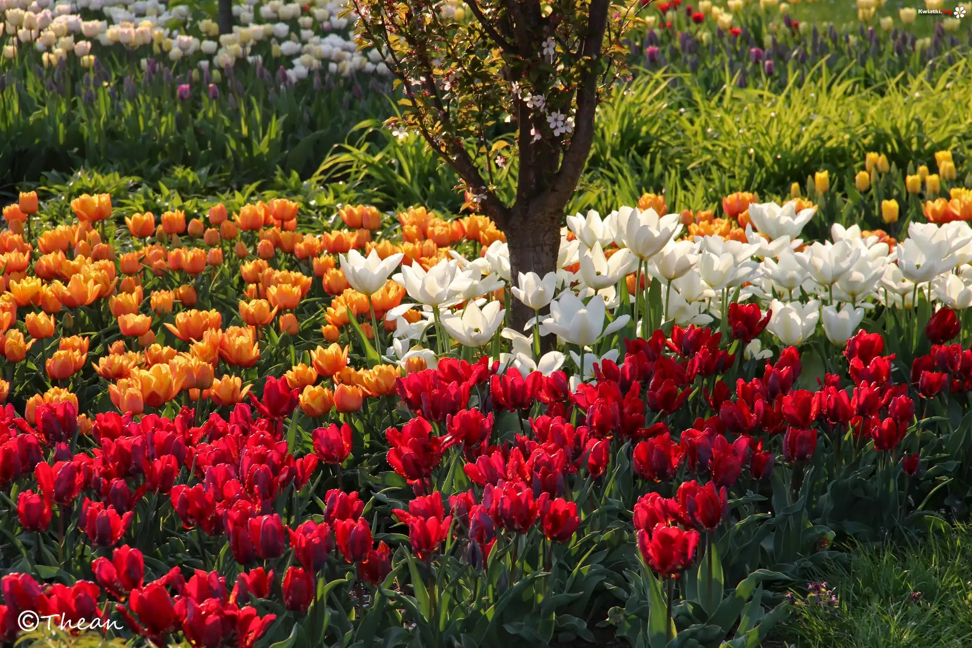 Kolorowe, Tulipany