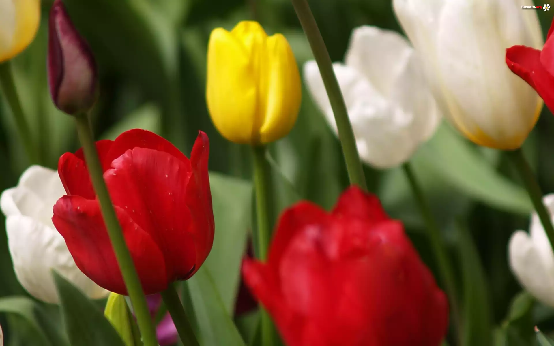 Kolorowe, Tulipany