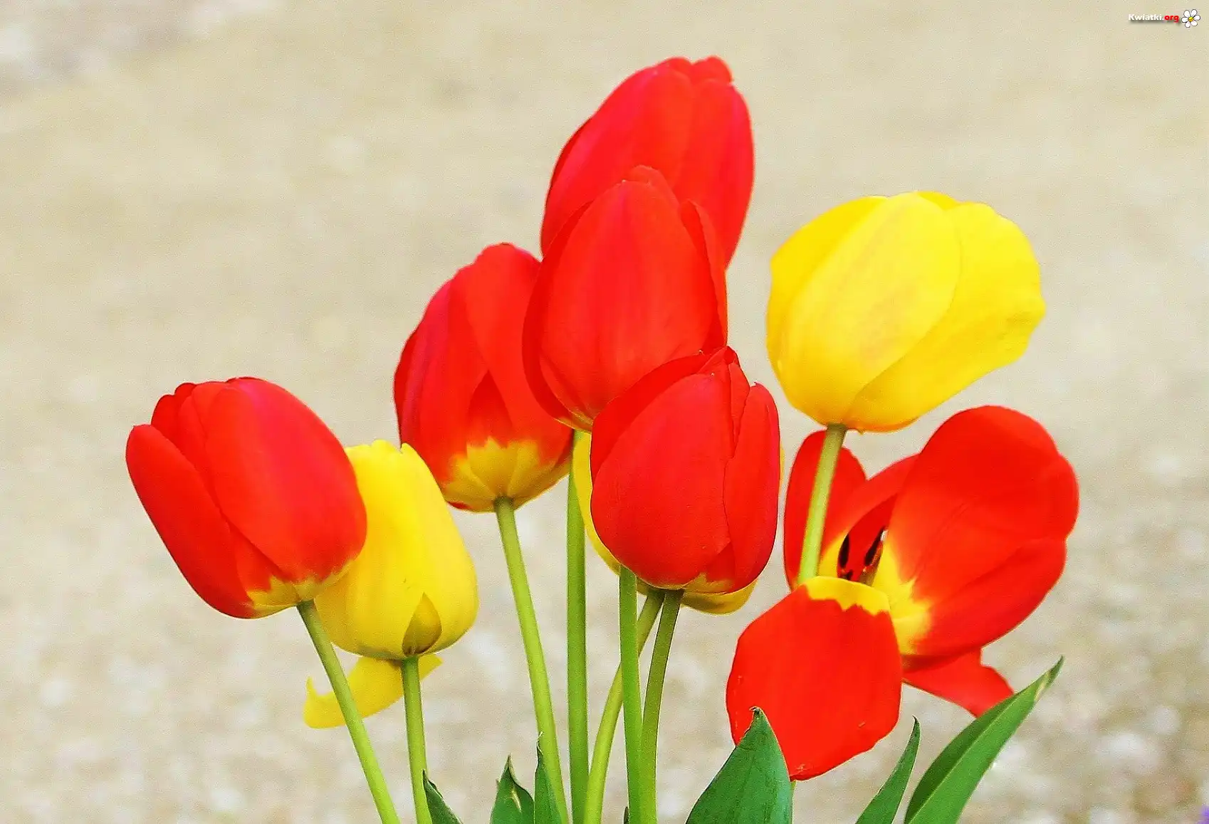 Kolorowe, Tulipany