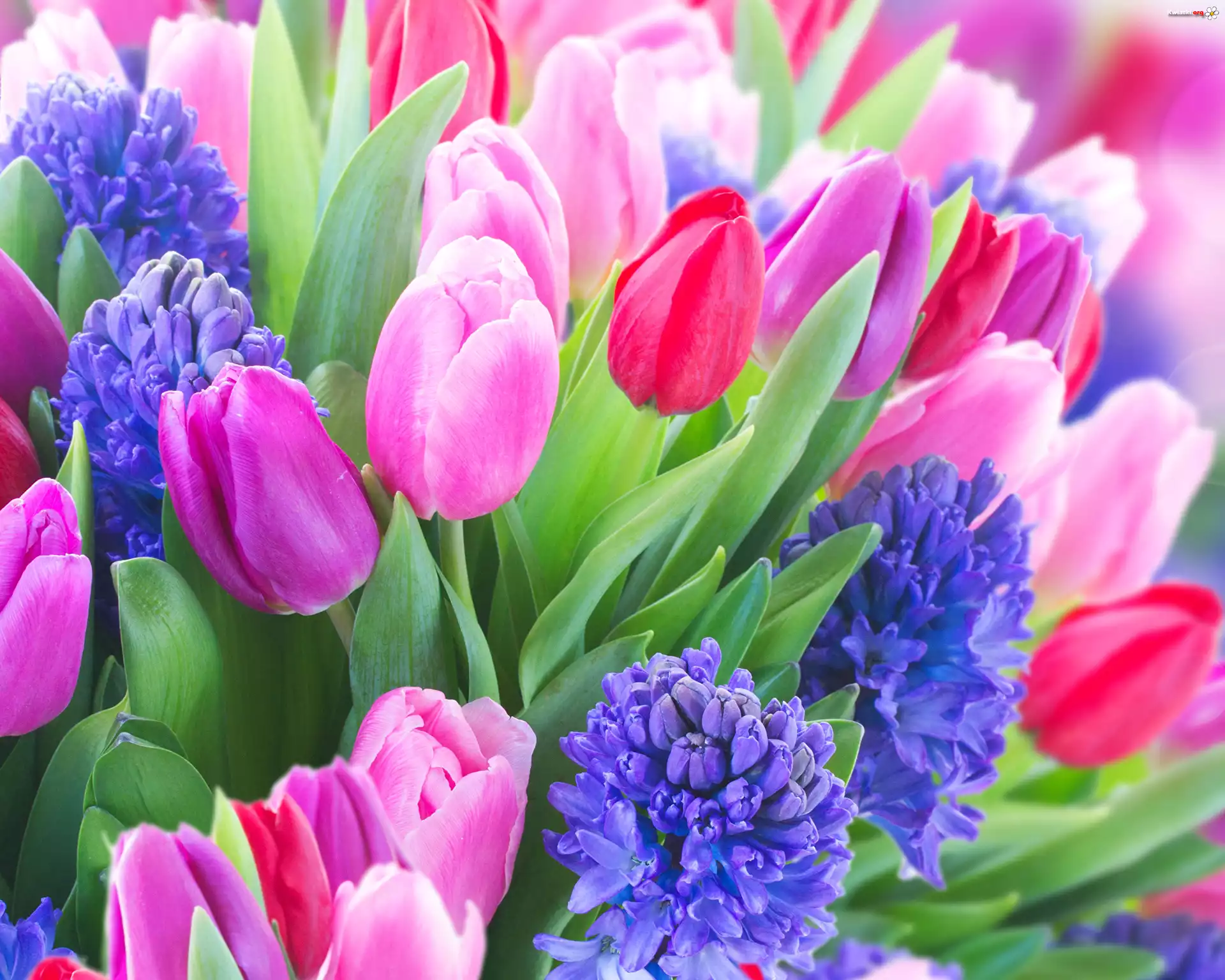 Tulipany, Kolorowe, Hiacynty