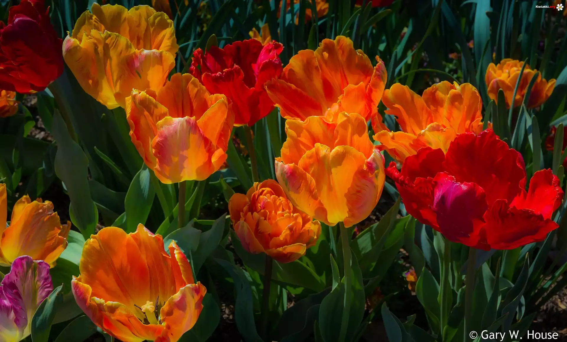 Tulipany, Kolorowe, Kwiaty