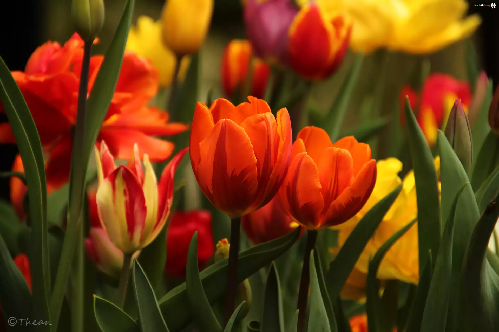 Tulipany, Kolorowe, Kwiaty
