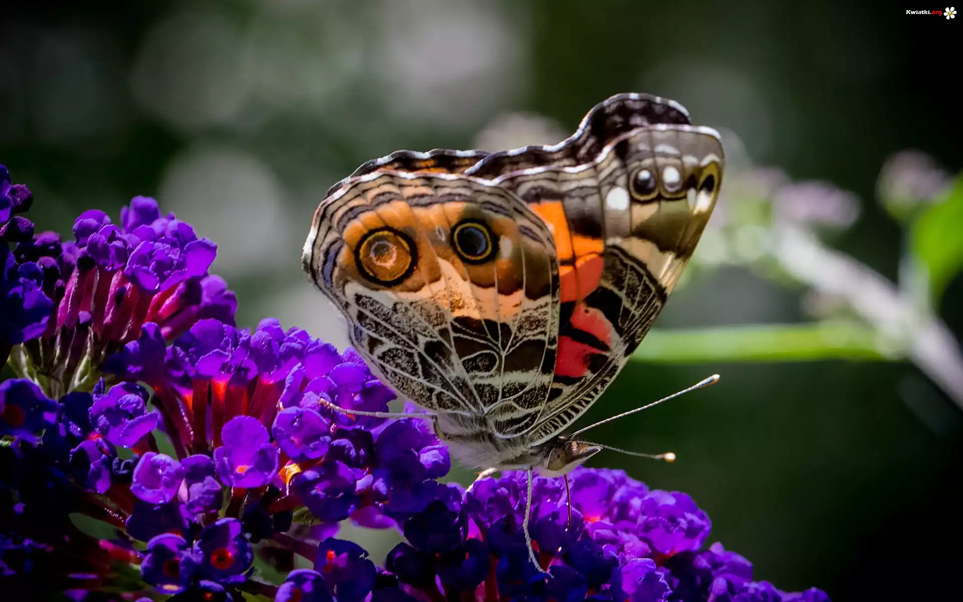 Kolorowy, Motyl, Fioletowe, Kwiaty
