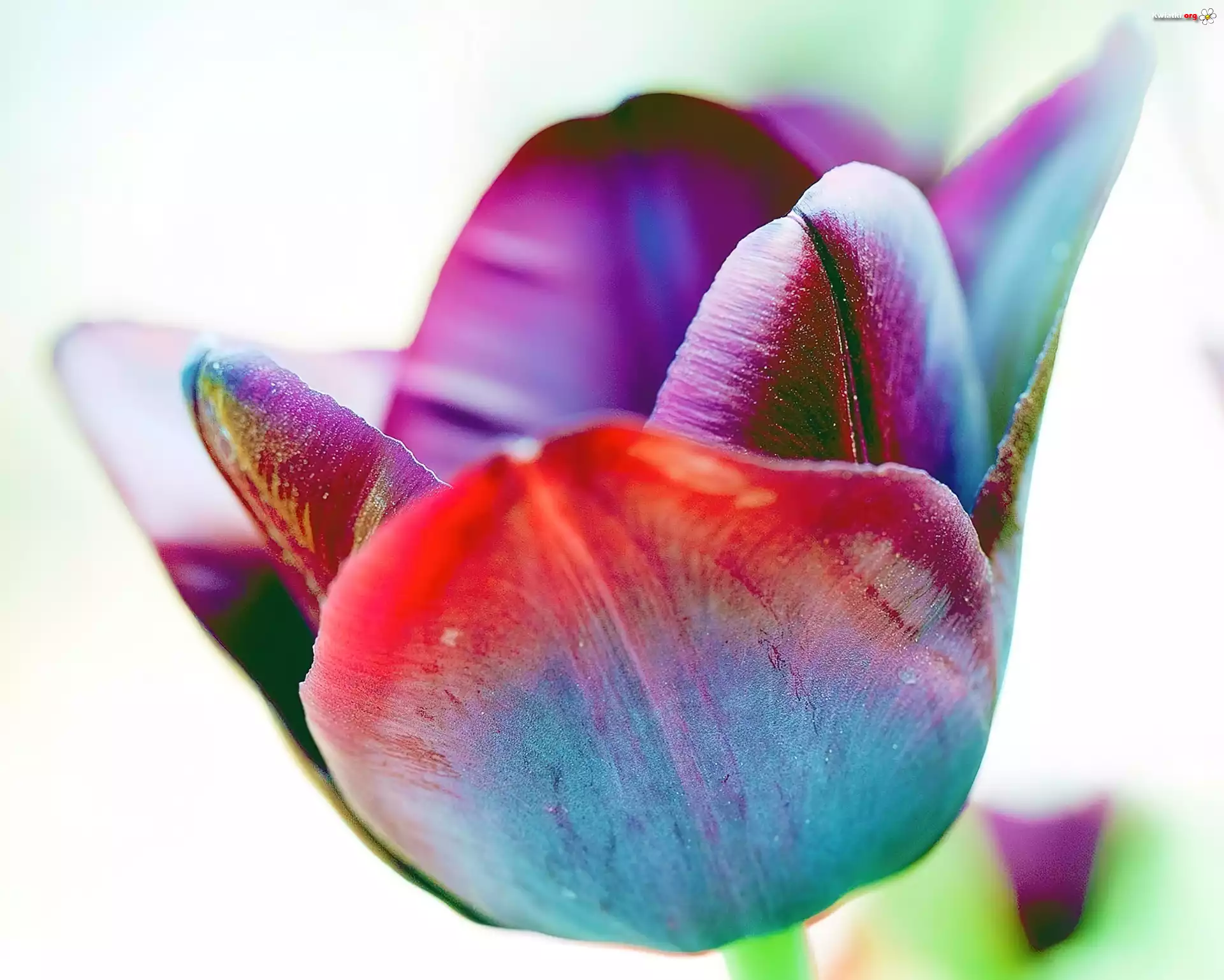 Kolorowy, Tulipan