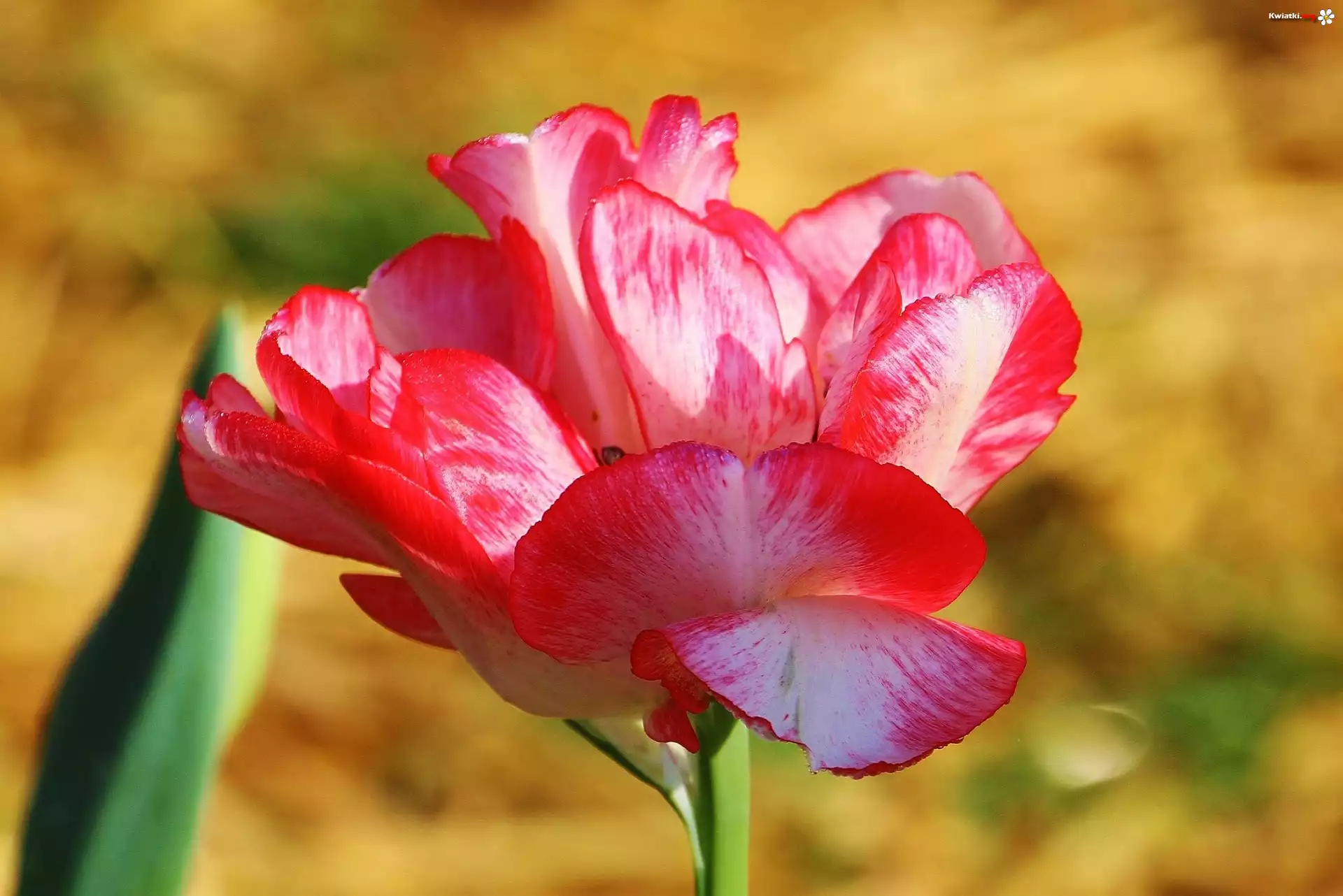Kolorowy, Tulipan