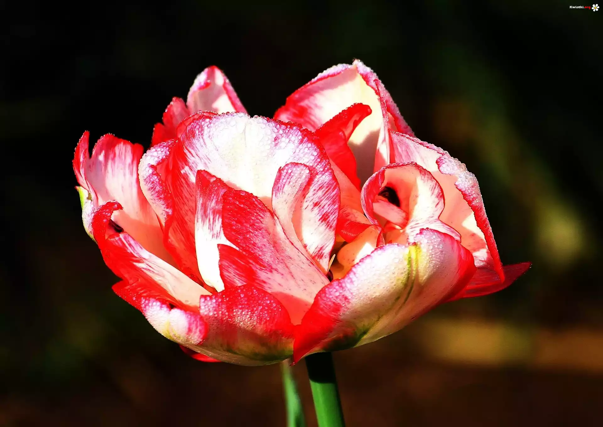 Kolorowy, Tulipan