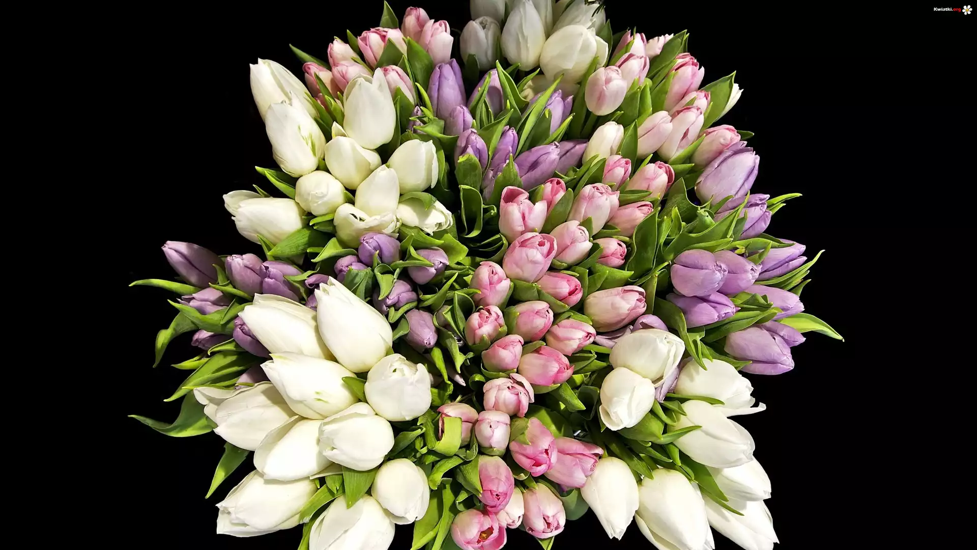 Tulipany, Kolorowy, Bukiet