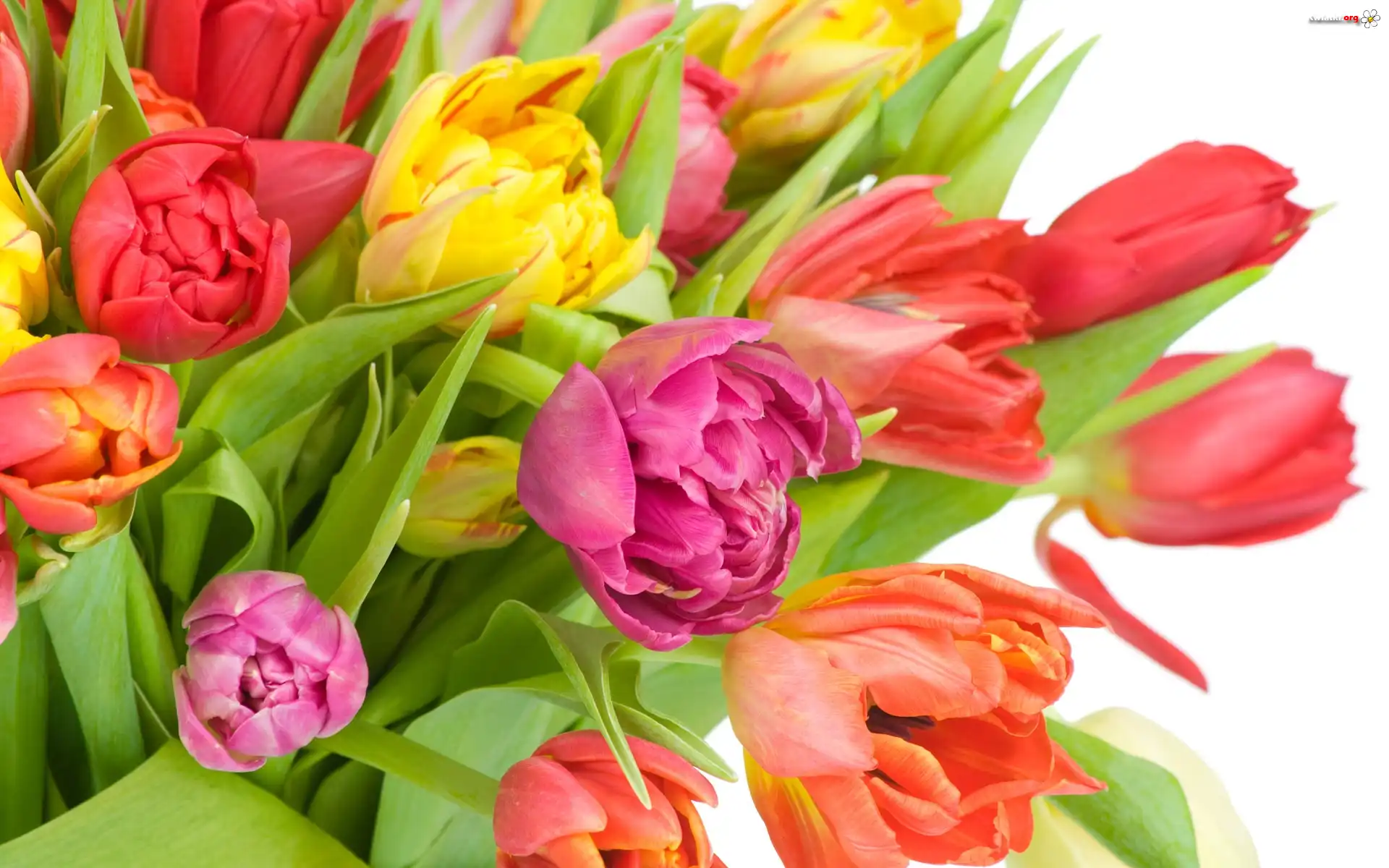 Różne, Kolory, Tulipanów