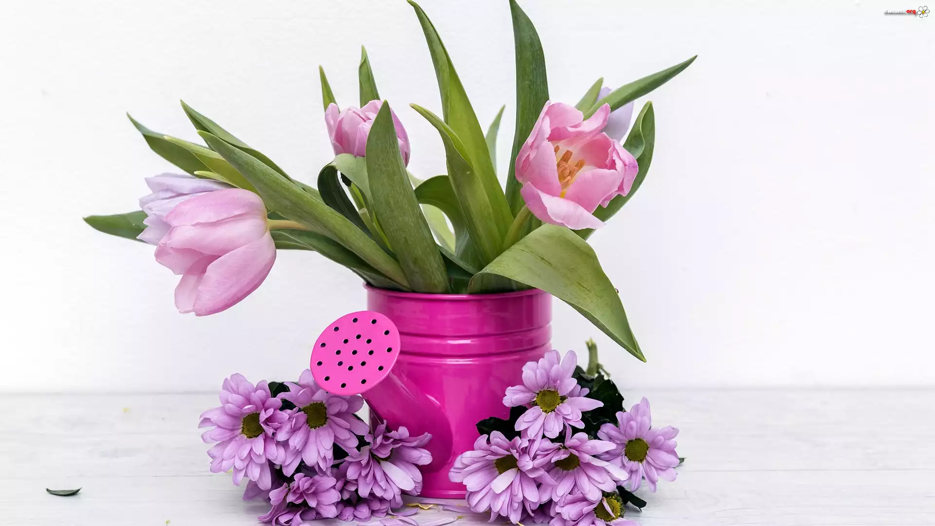 Konewka, Kwiaty, Tulipany, Chryzantemy