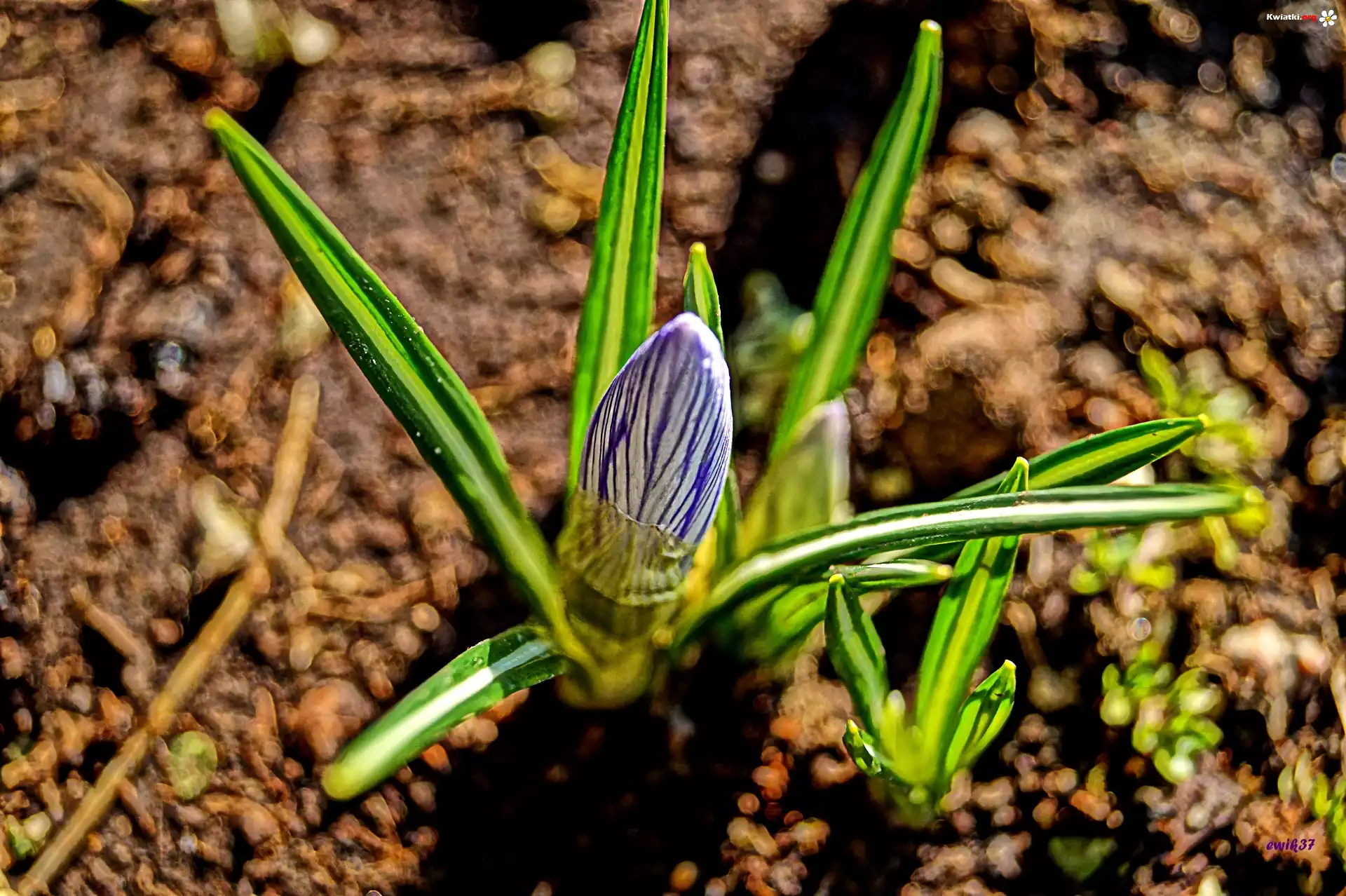 Krokus